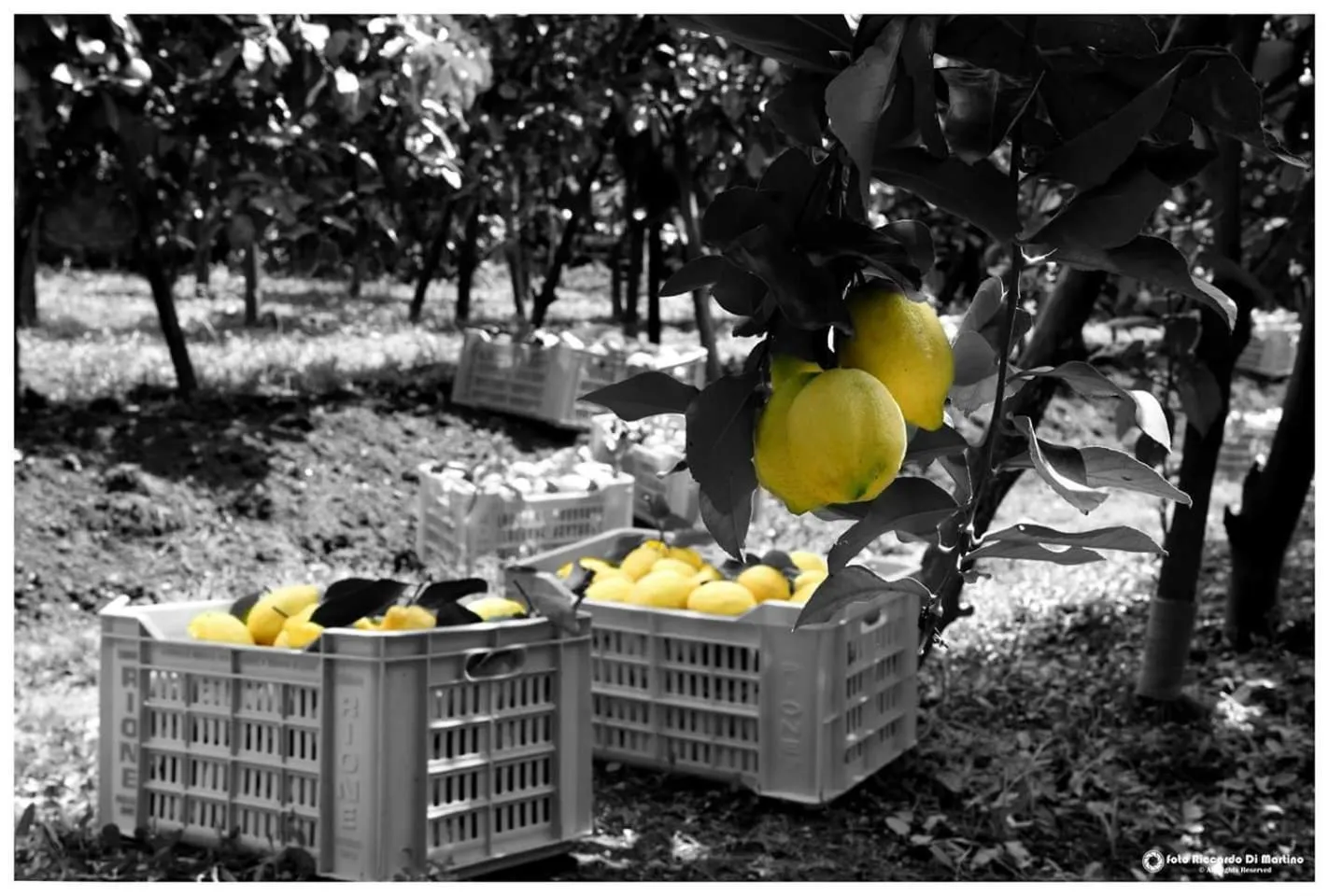 Property building in Sosò