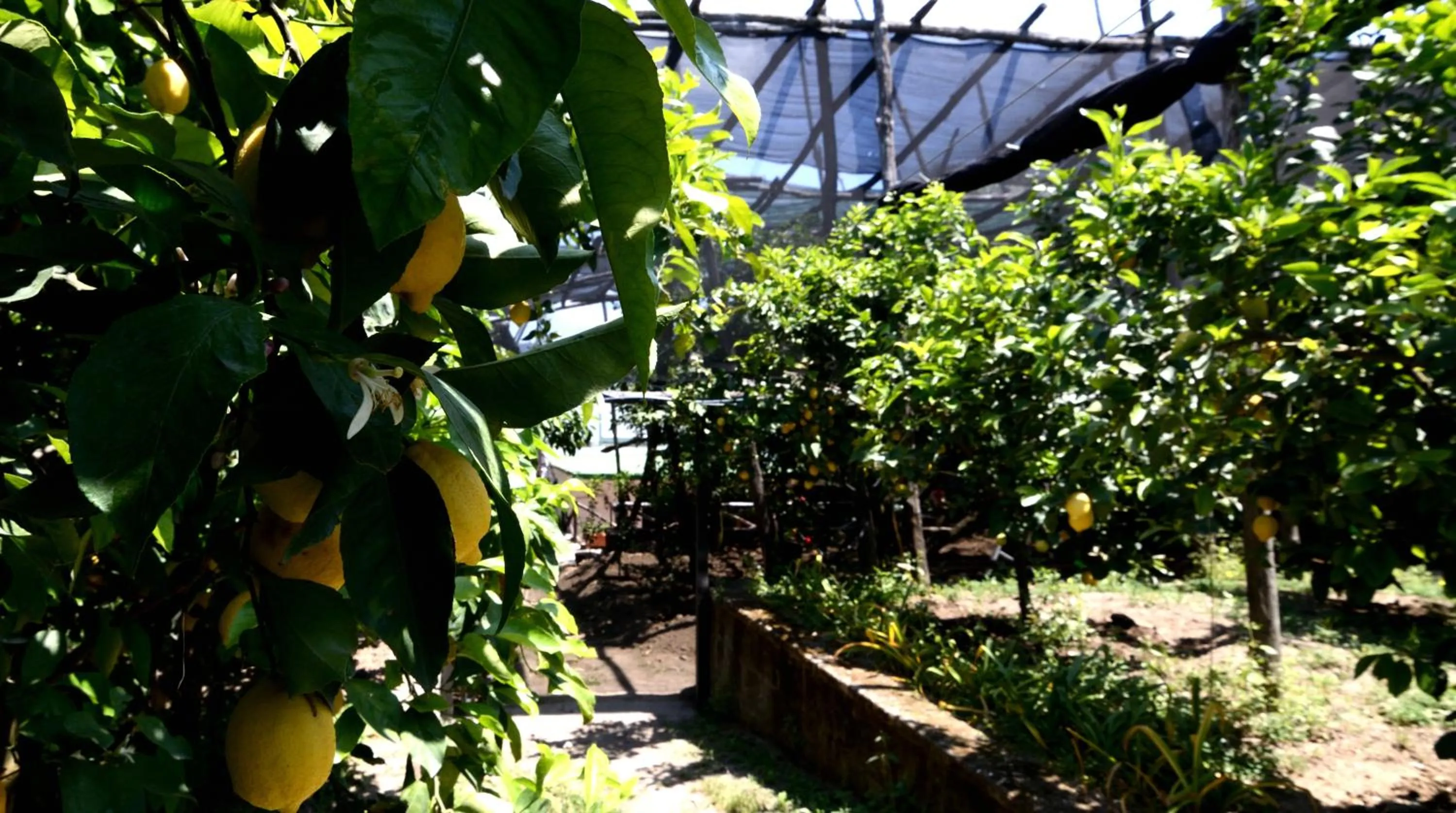 Property building in Sosò