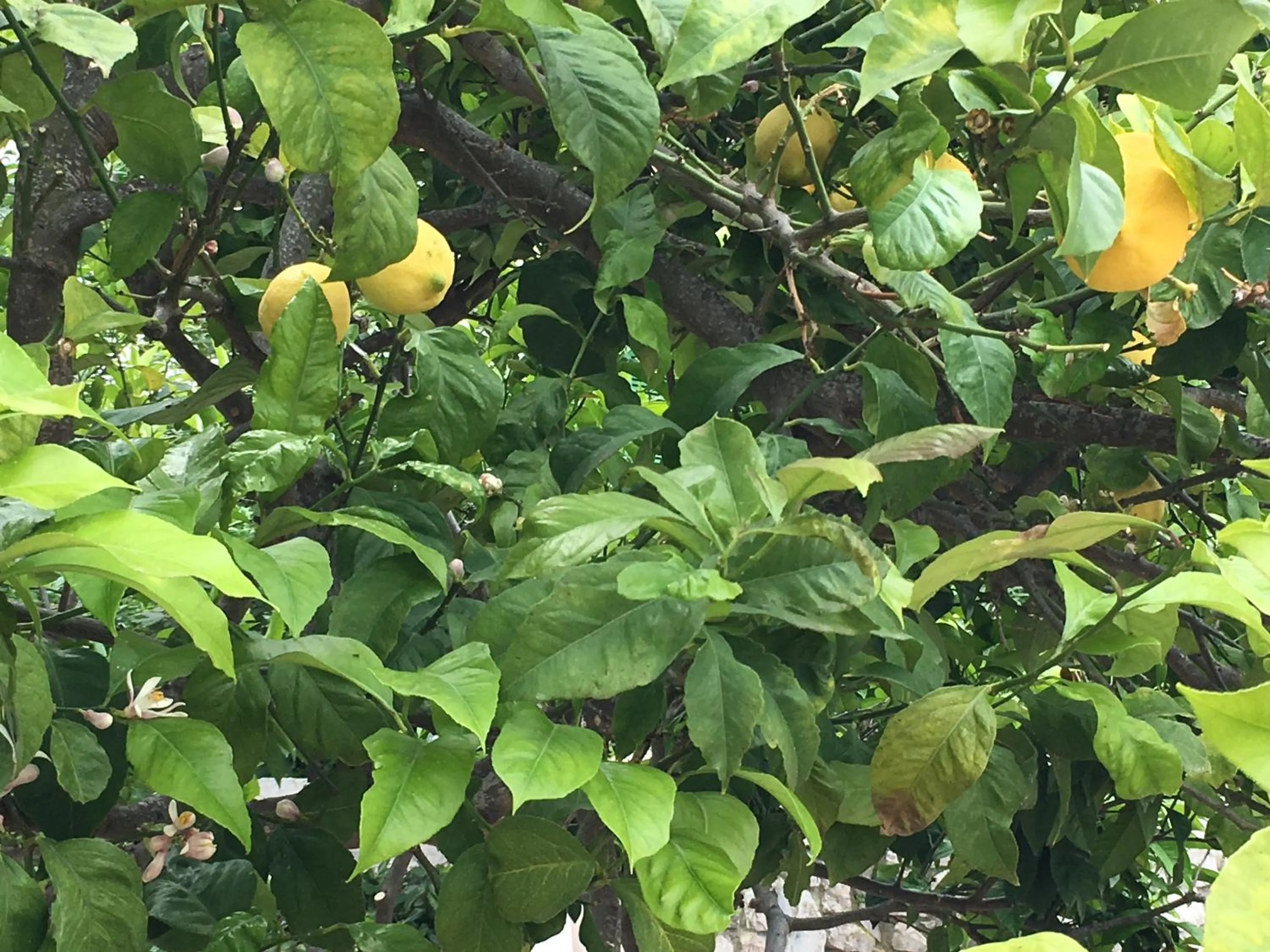 Garden in Mandel Residence by Mandel Club