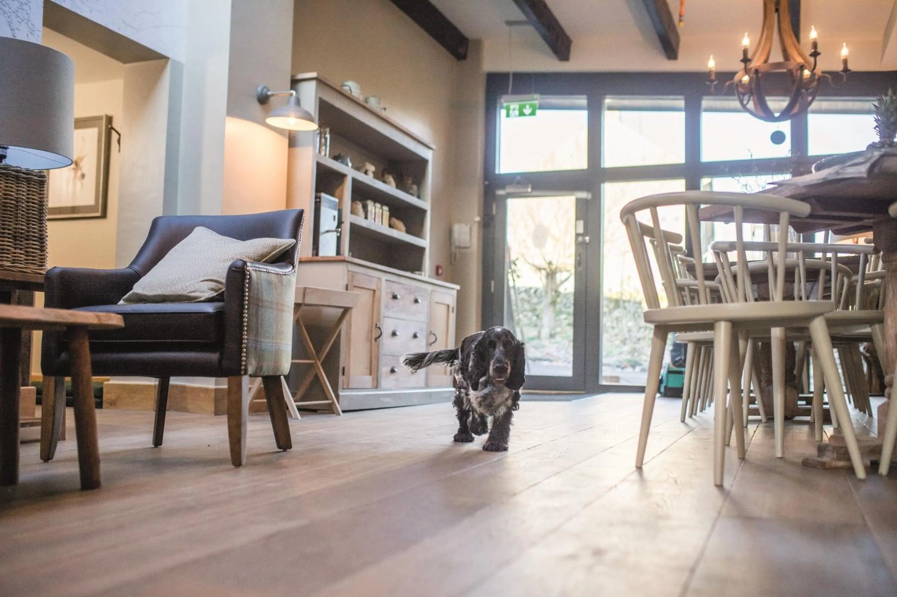 Pets in The Lister Arms