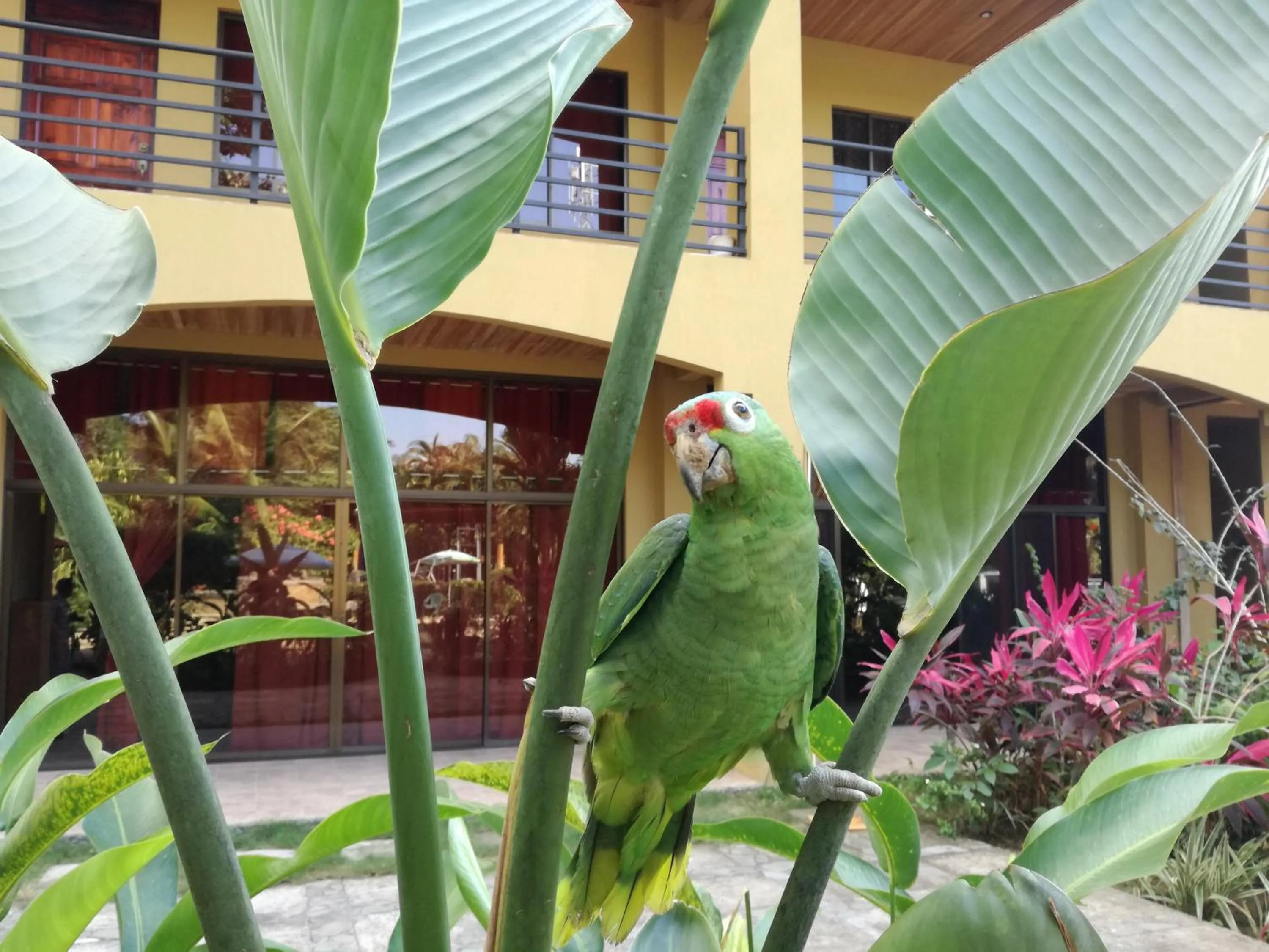 Garden in Pacifico Loft Hotel