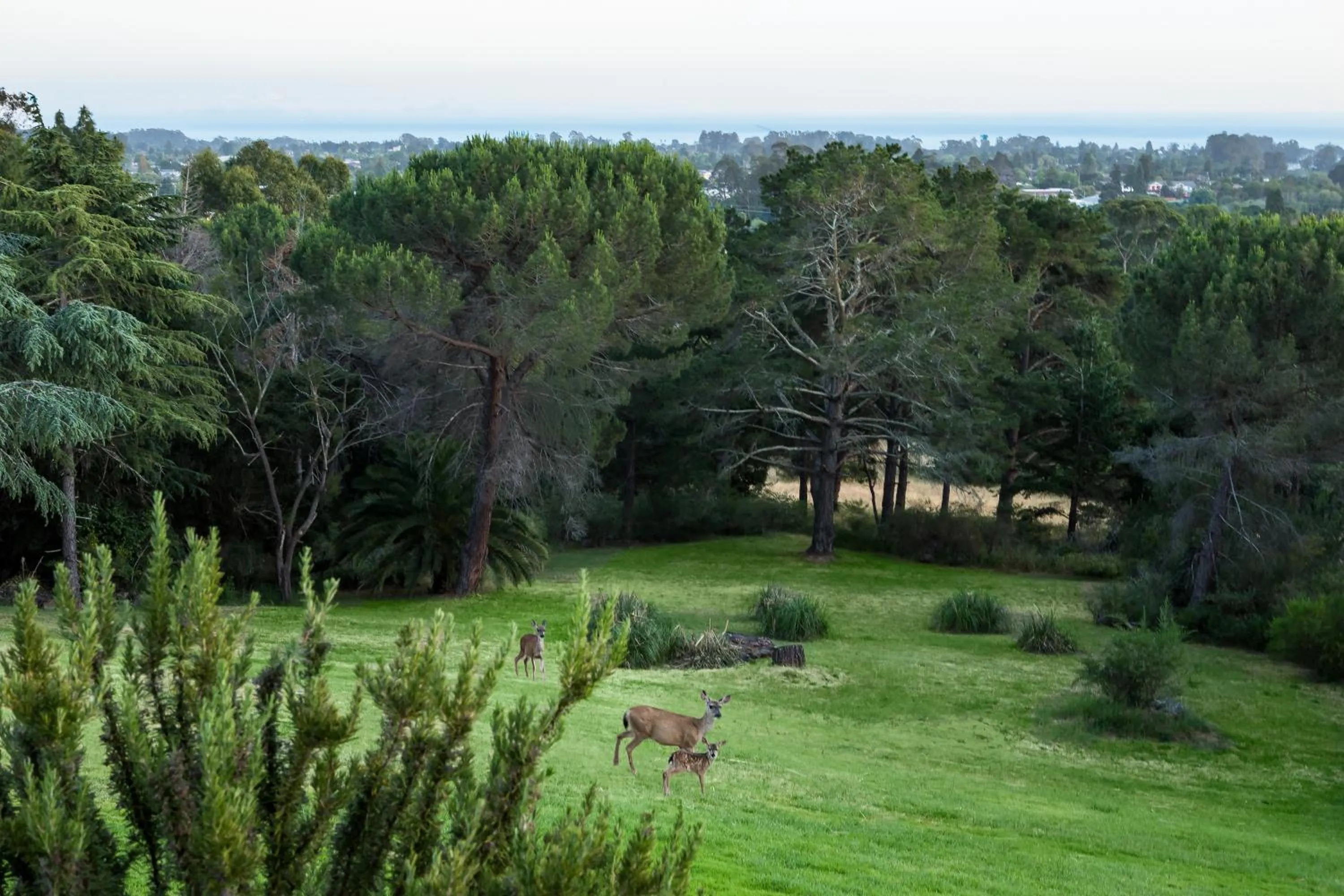 Animals in Chaminade Resort & Spa