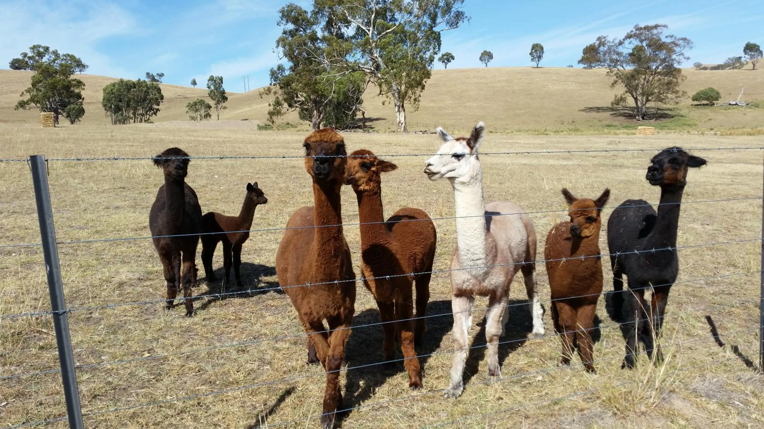 Animals in Hillview Farmstay