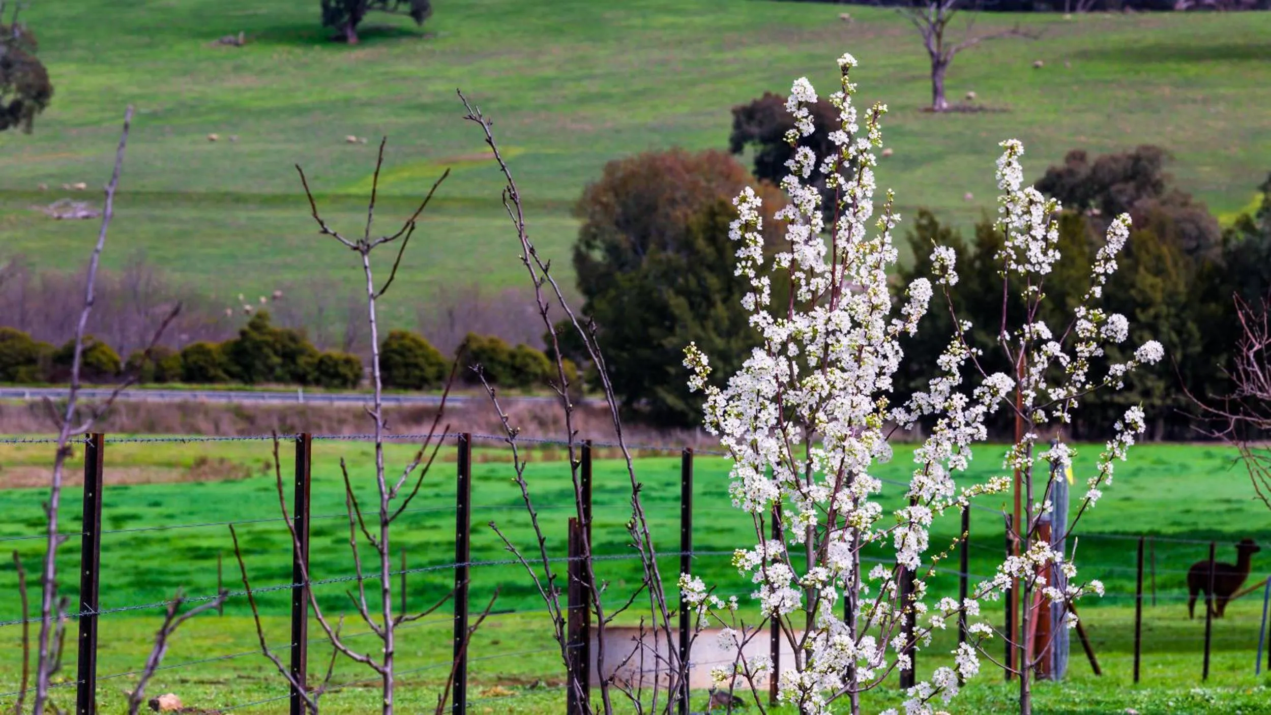 Hillview Farmstay