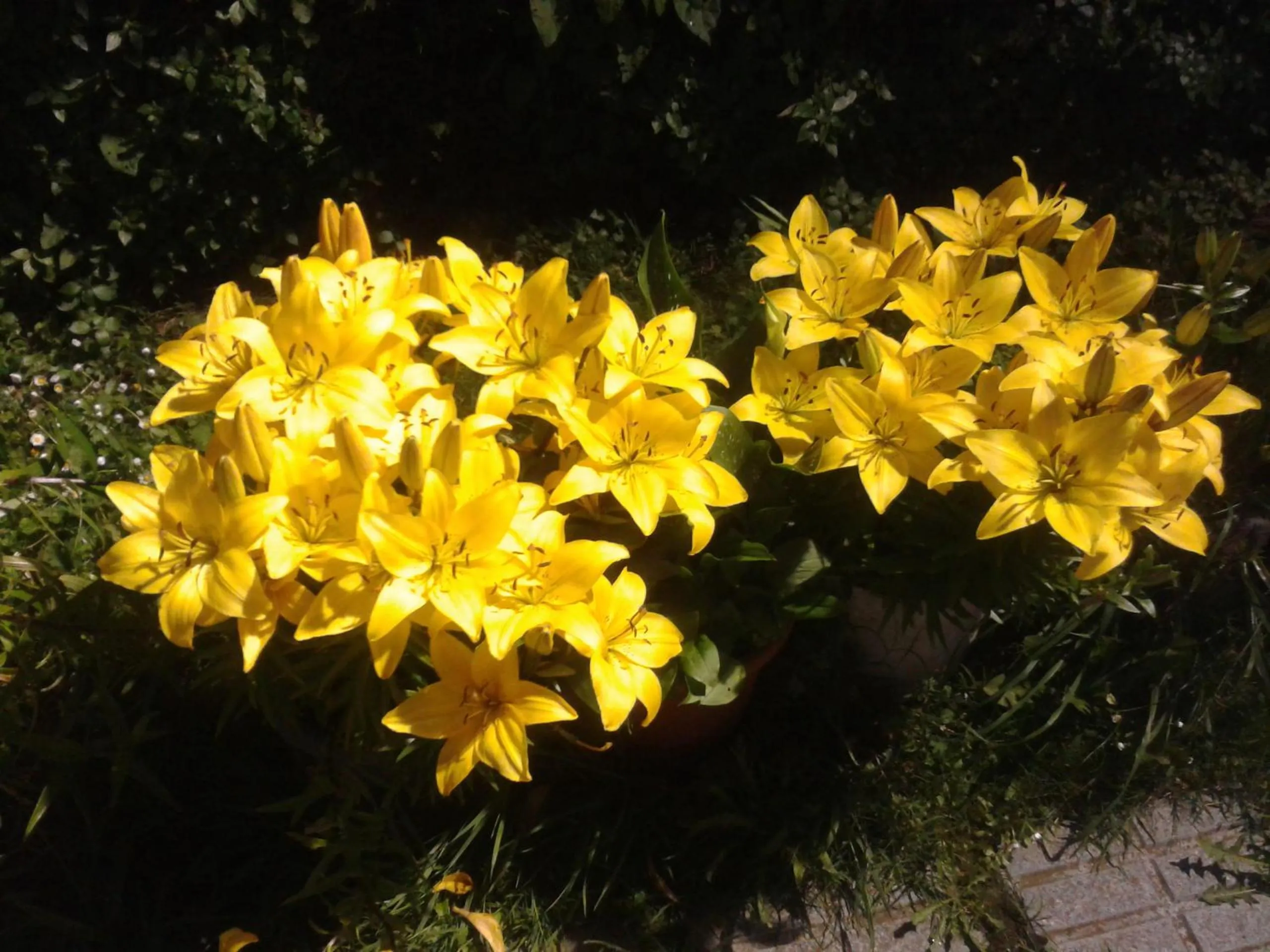 Garden in Hotel La Casa Del Abuelo