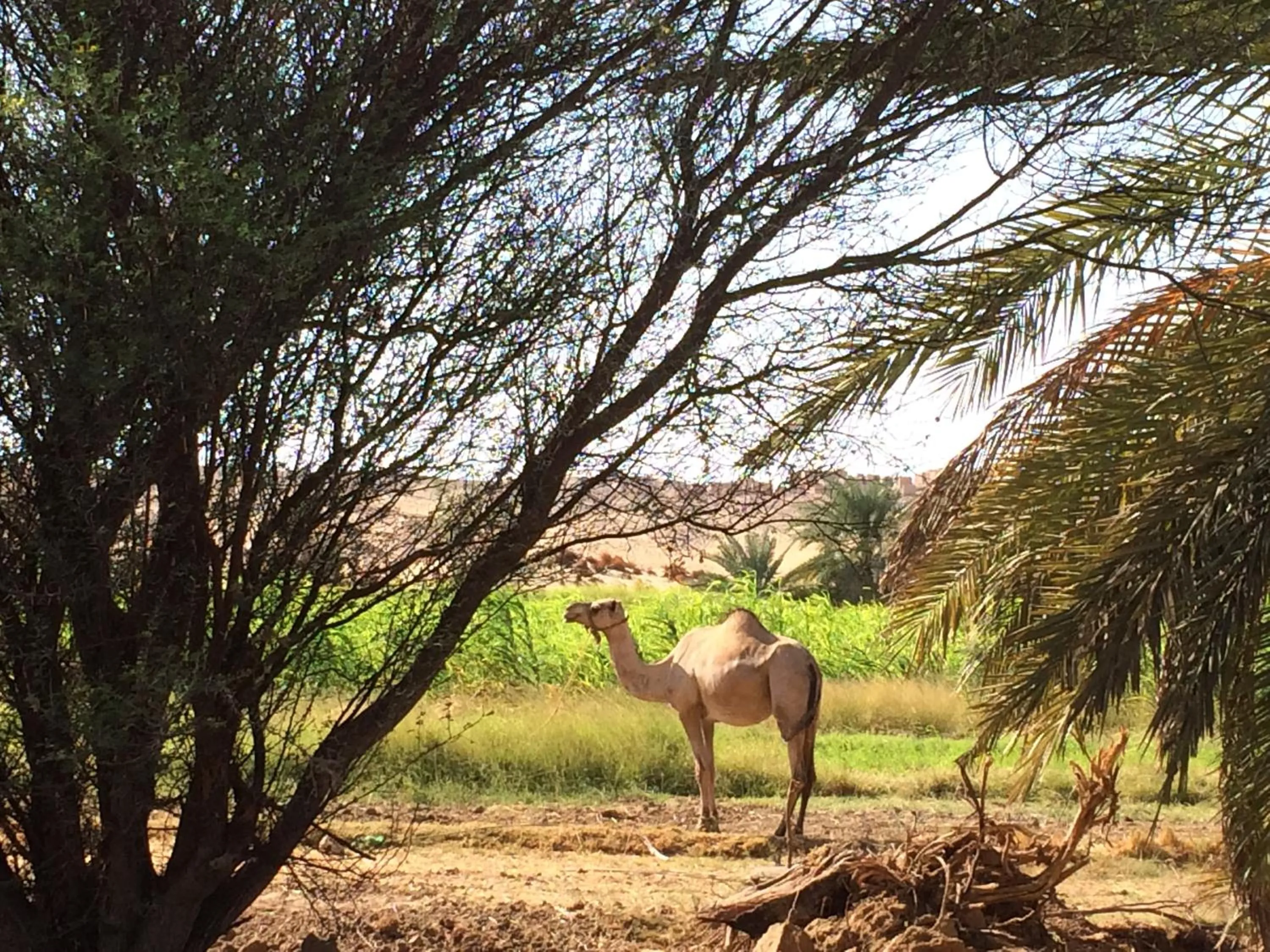 Nearby landmark in Qasr El Bagawat Hotel