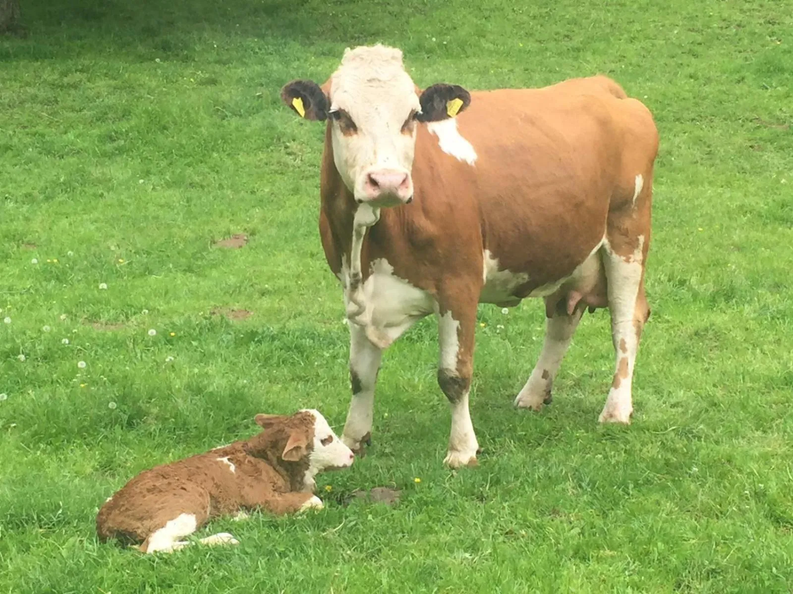 Animals in Lug ins Land