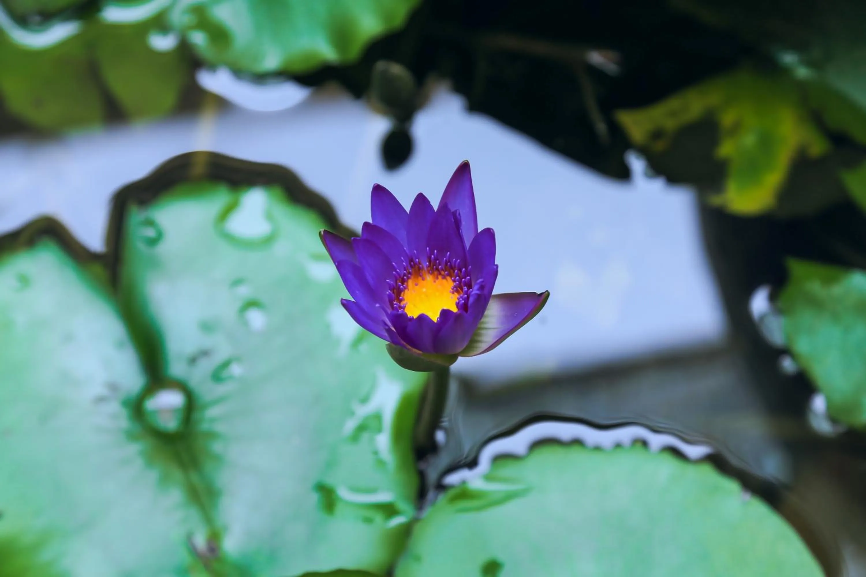 Garden in Village Love Homestay