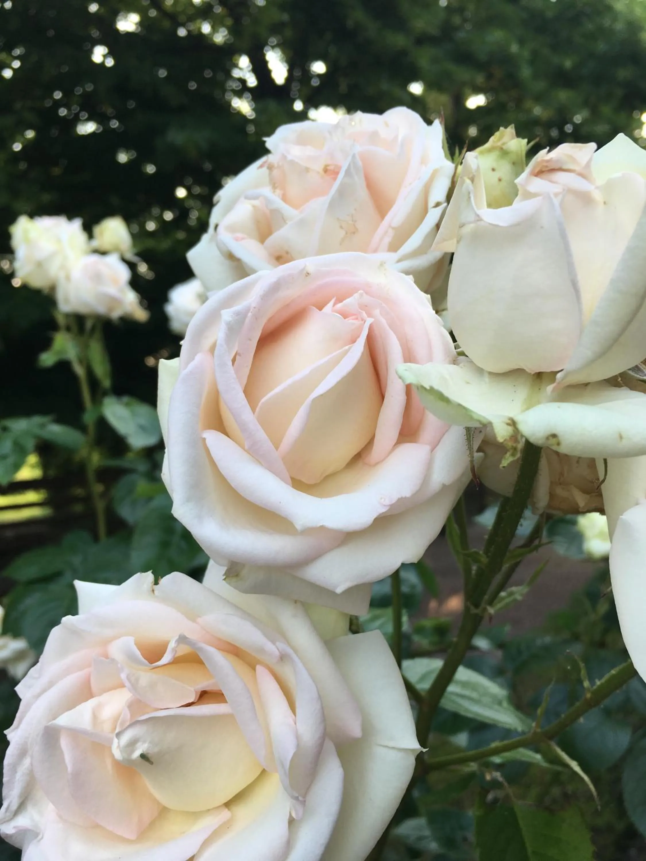 Garden in Resort La Mola