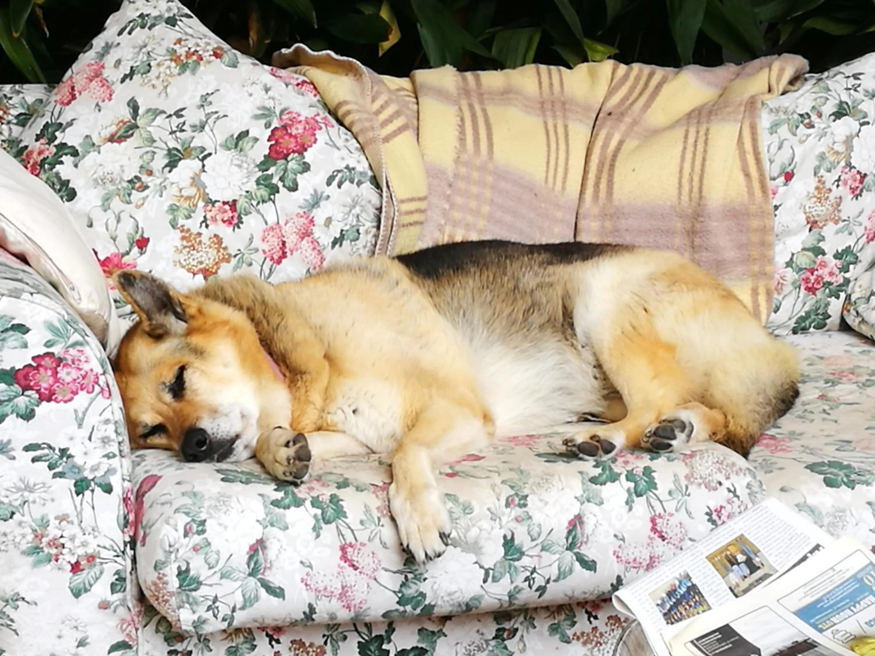 Pets in Resort La Mola