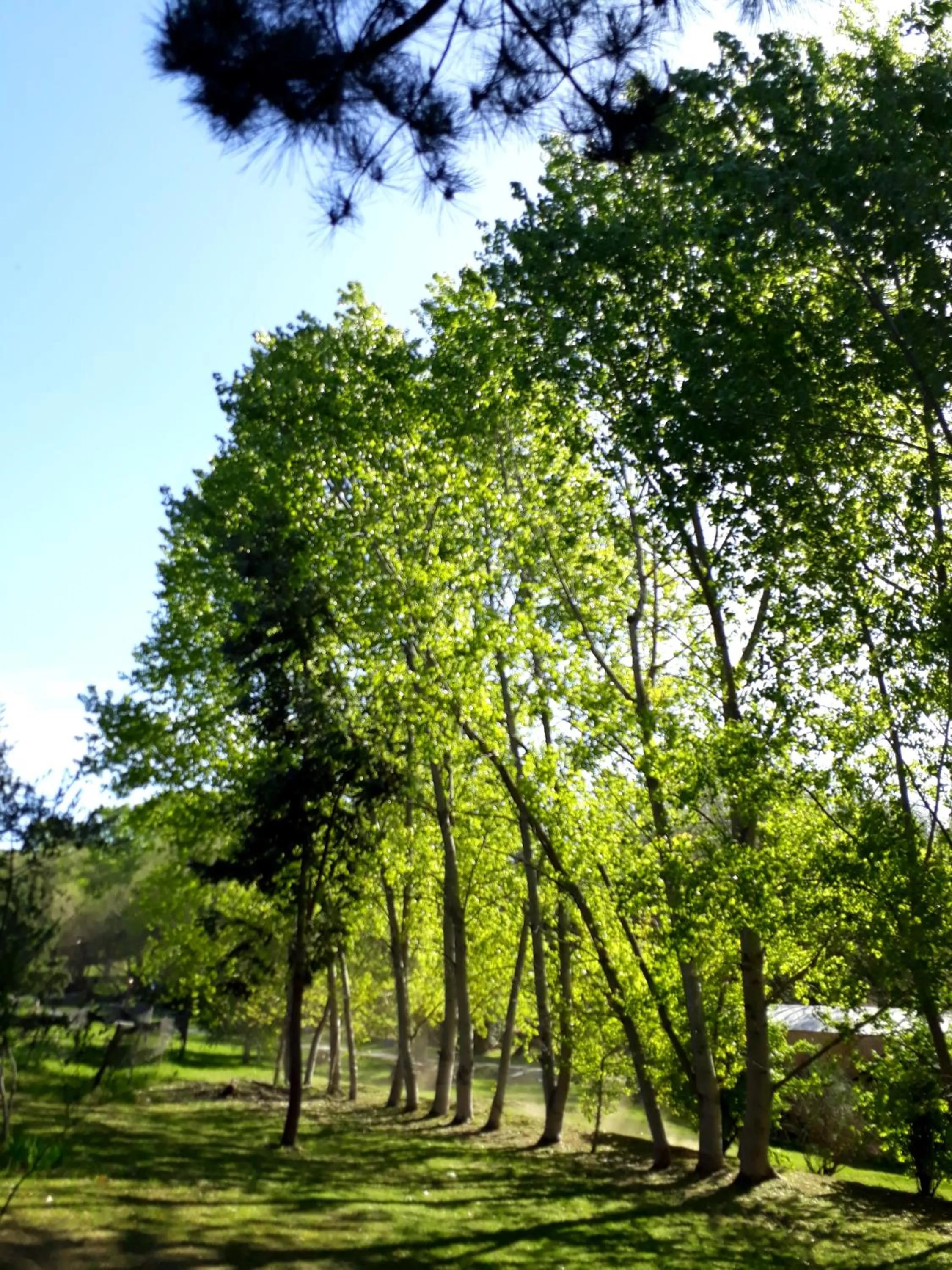 Cabañas Las Dinas
