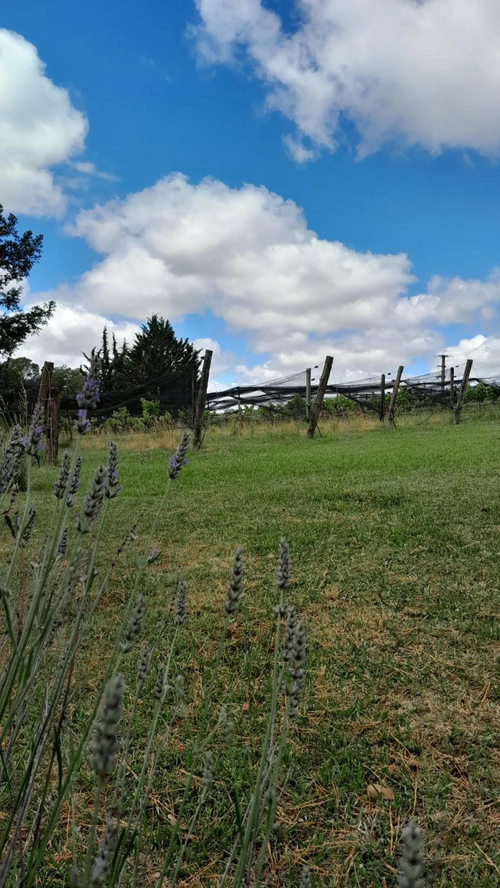 Cabañas Las Dinas