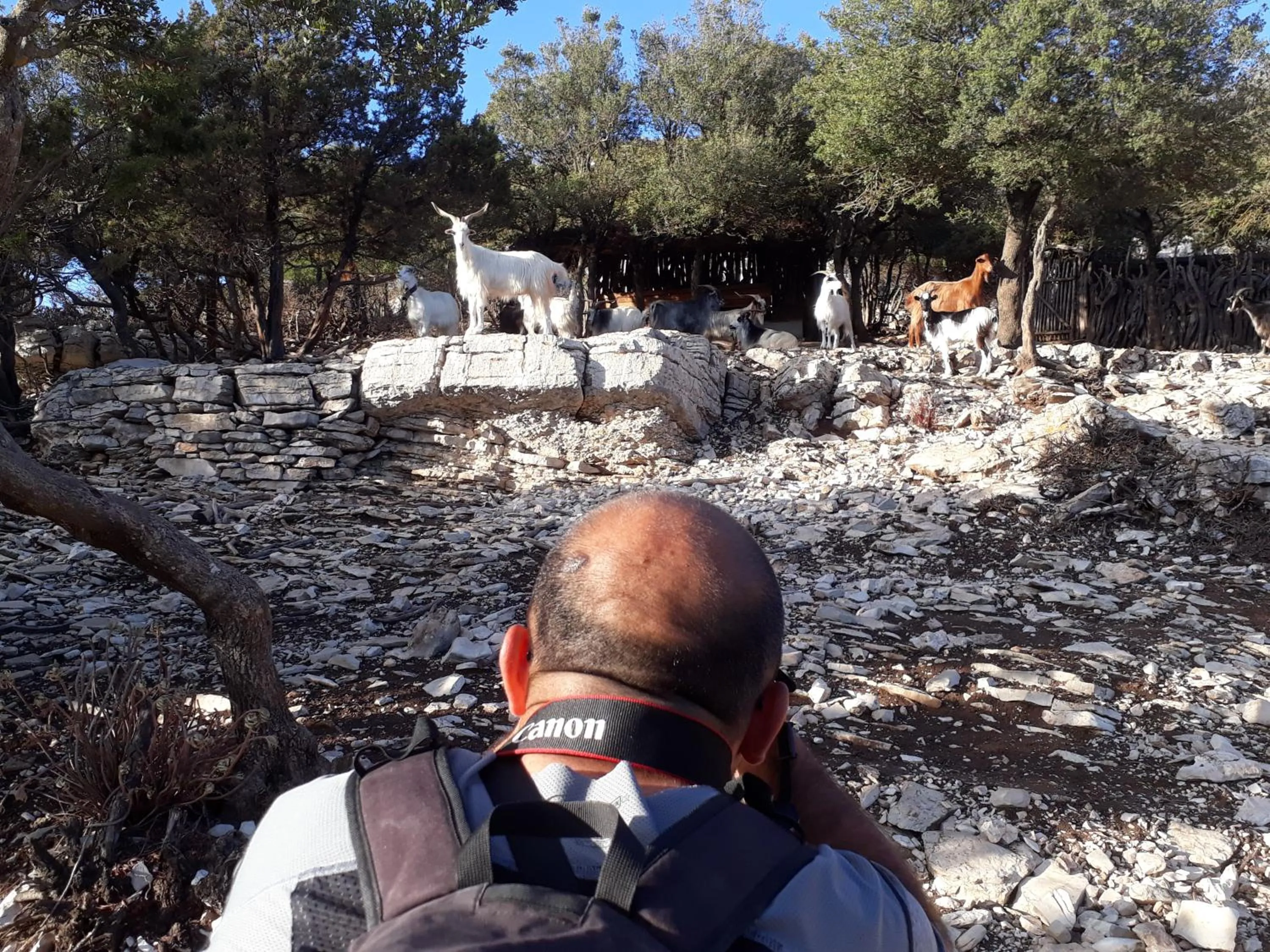 Animals in B&B Issicoro
