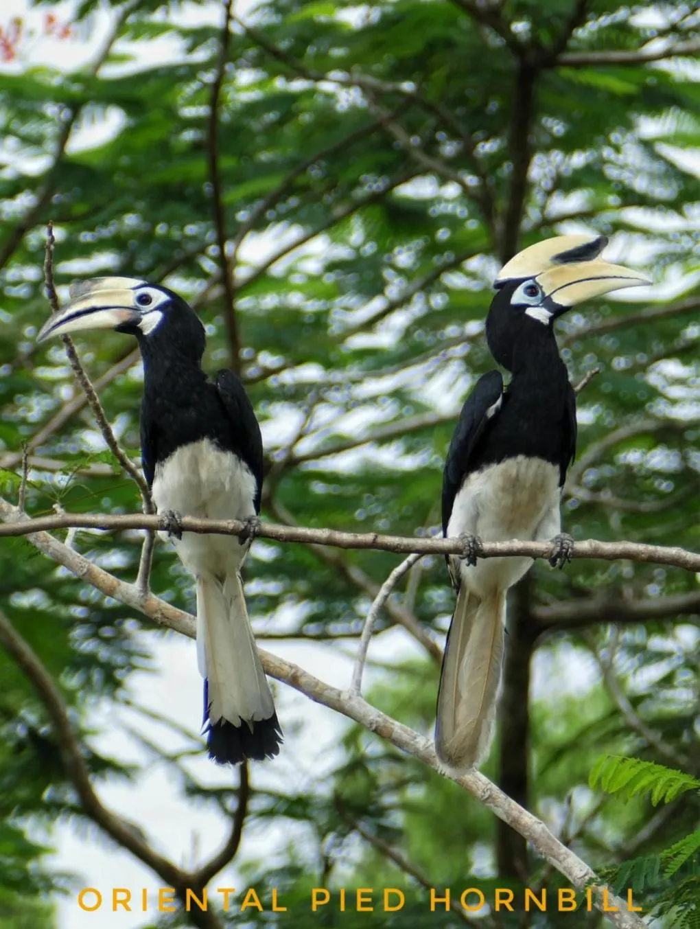 Animals in Sepilok B&B