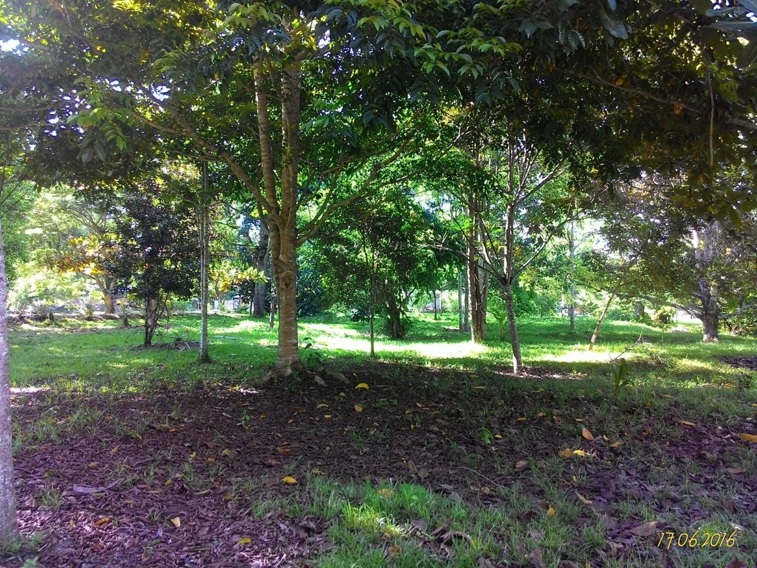 Natural landscape in Sepilok B&B