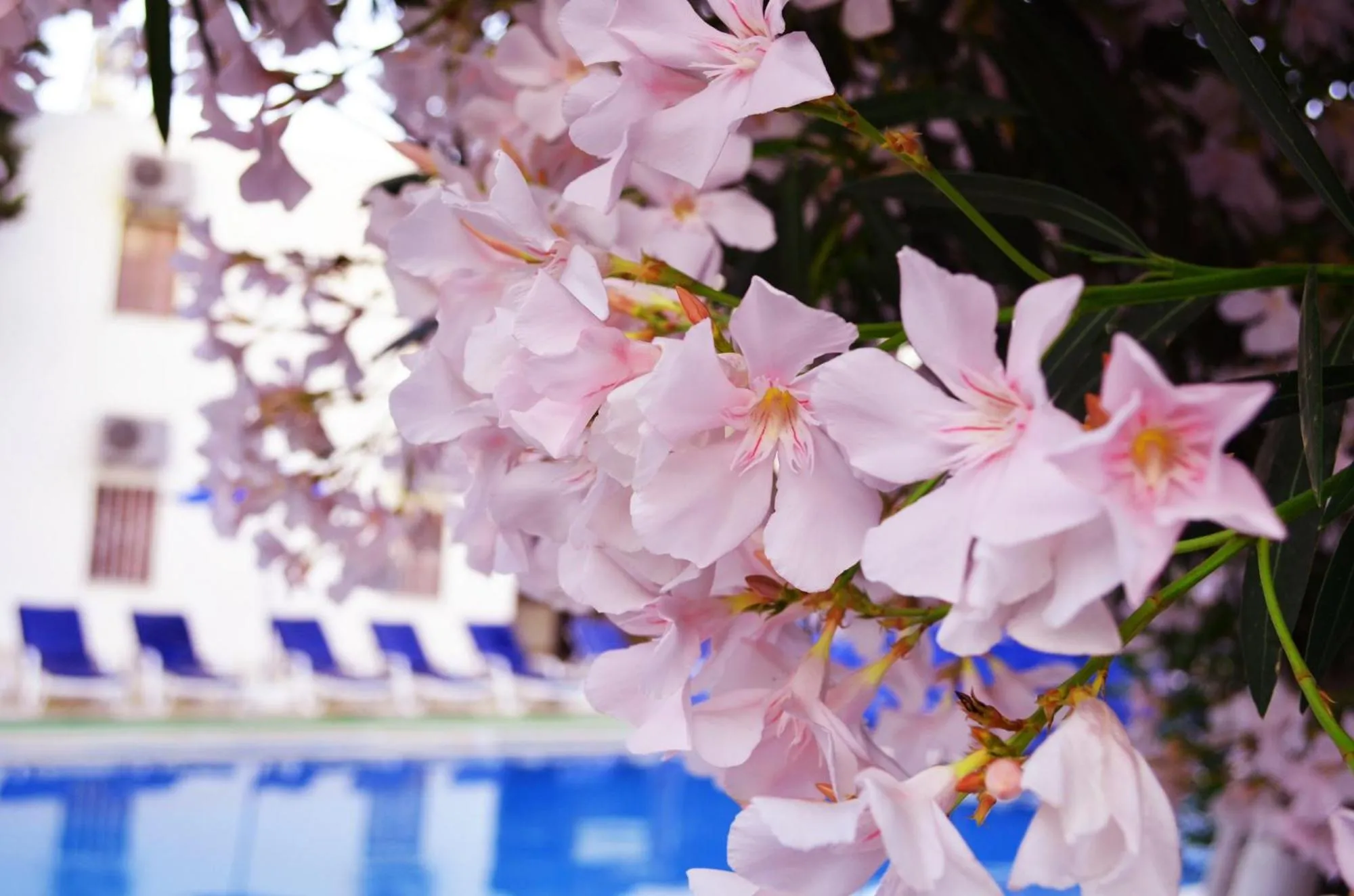 Other in Ali Baba Hotel Gümbet