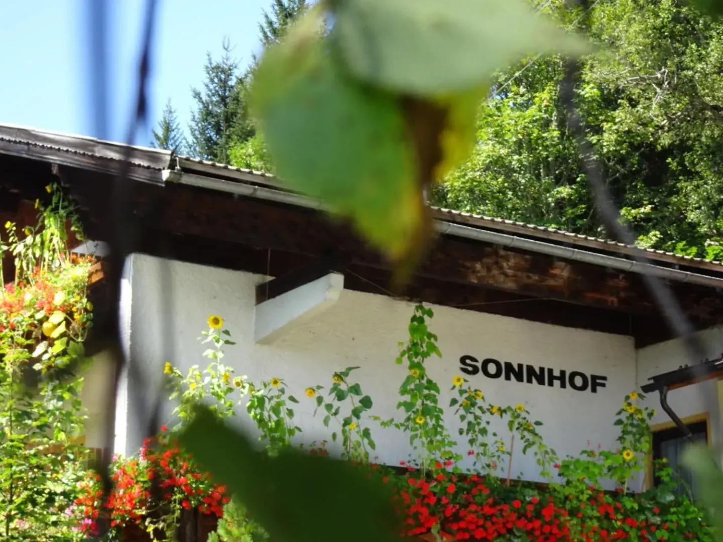 Double Room in Pension Sonnhof Double Room in Pension Sonnhof