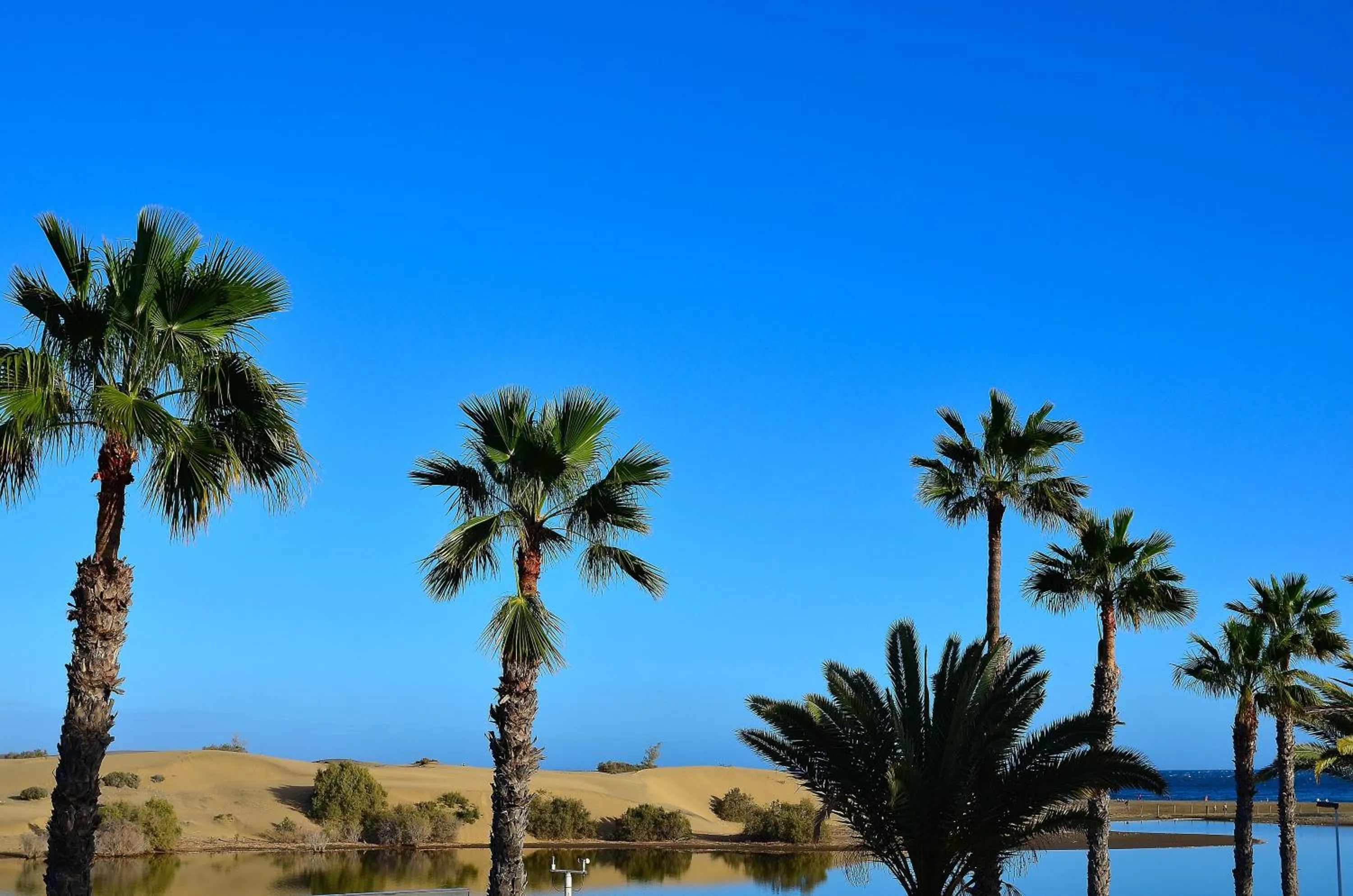Area and facilities in Apartamentos Maspalomas Oasis