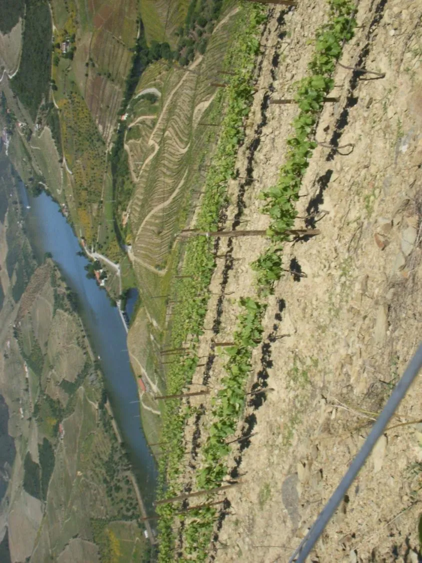 Area and facilities in Quinta Da Azenha