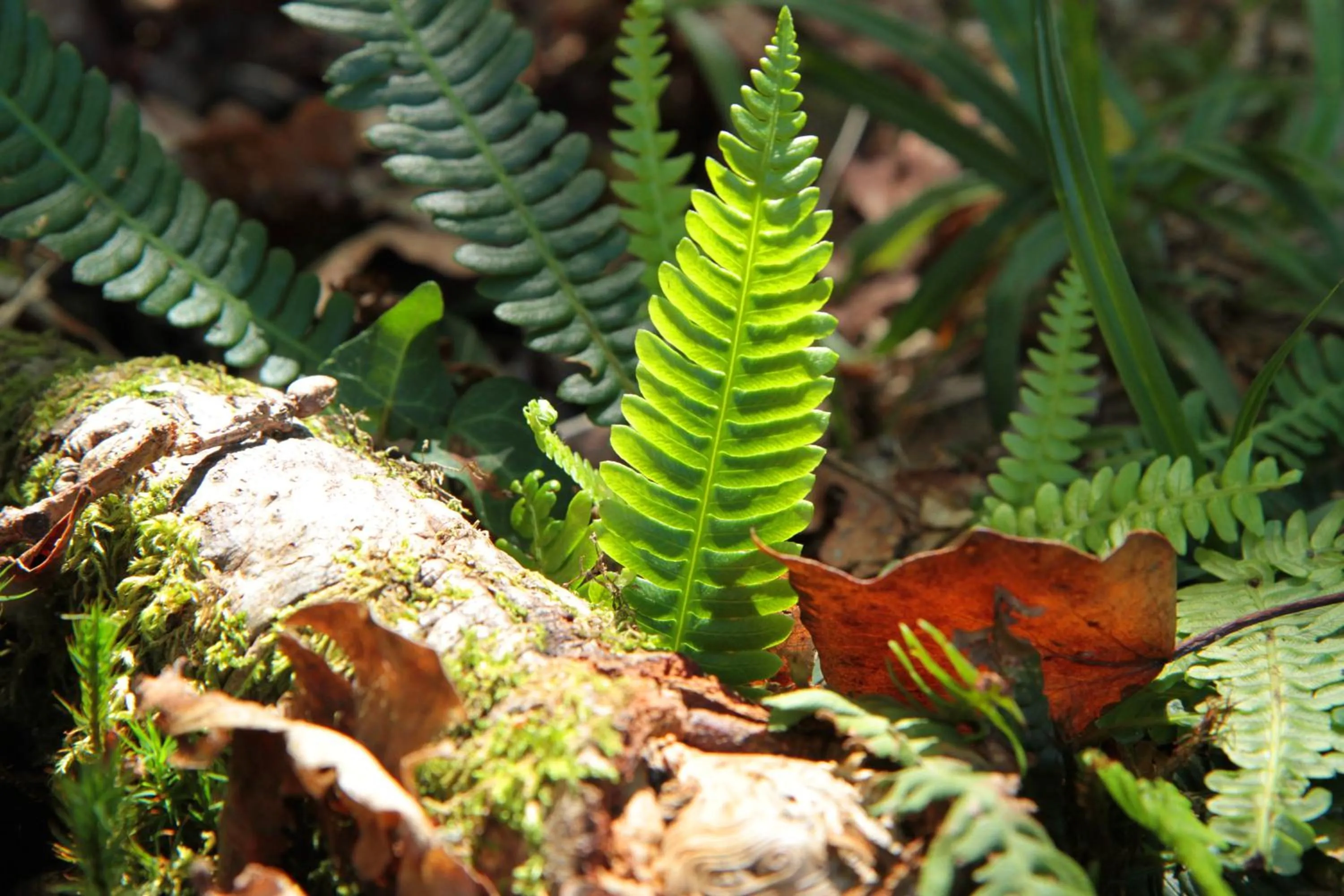 Natural landscape in Hotel Eco Salvador