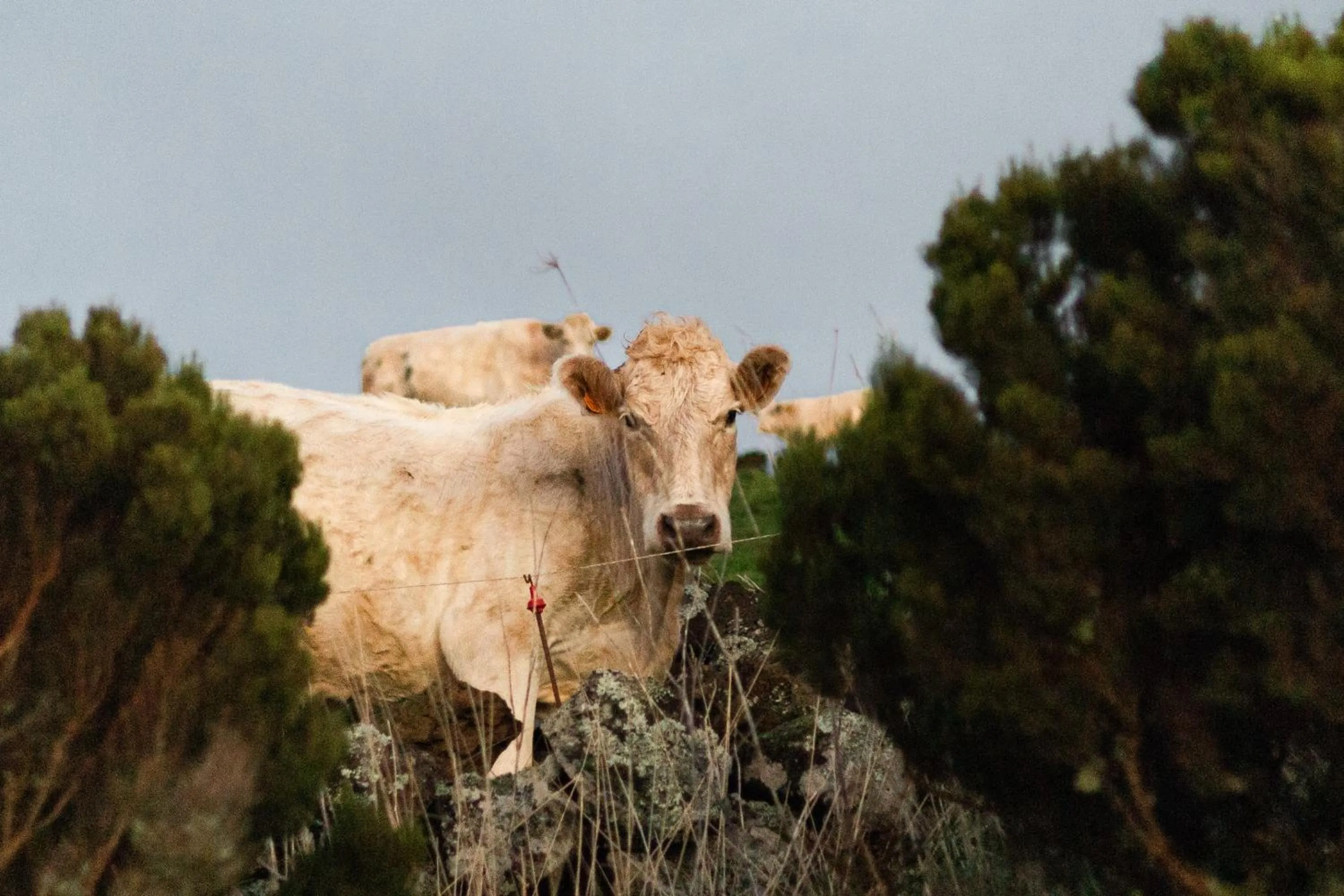 Nearby landmark in Hotel da Graciosa