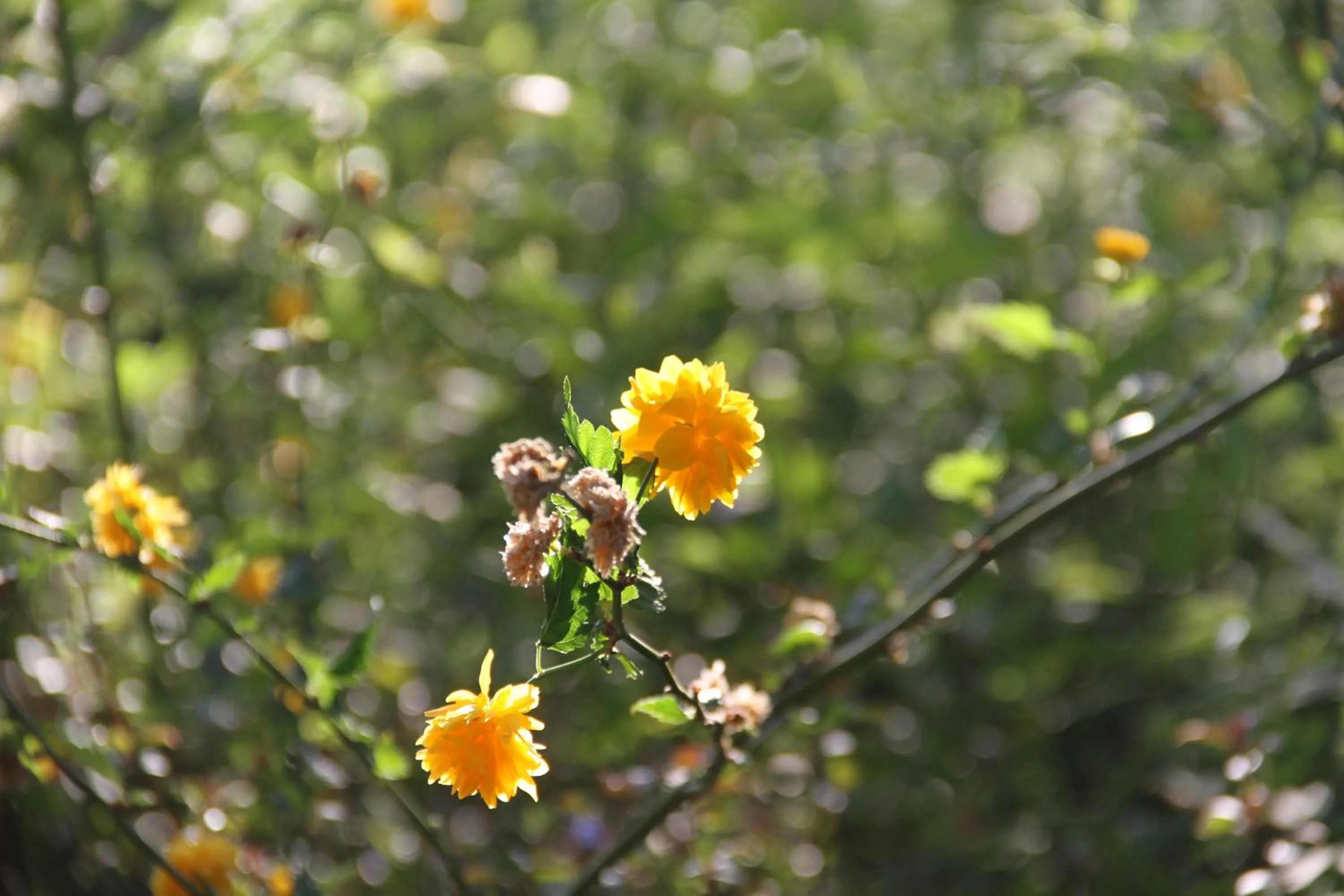 Garden in Notting Hill Lodge