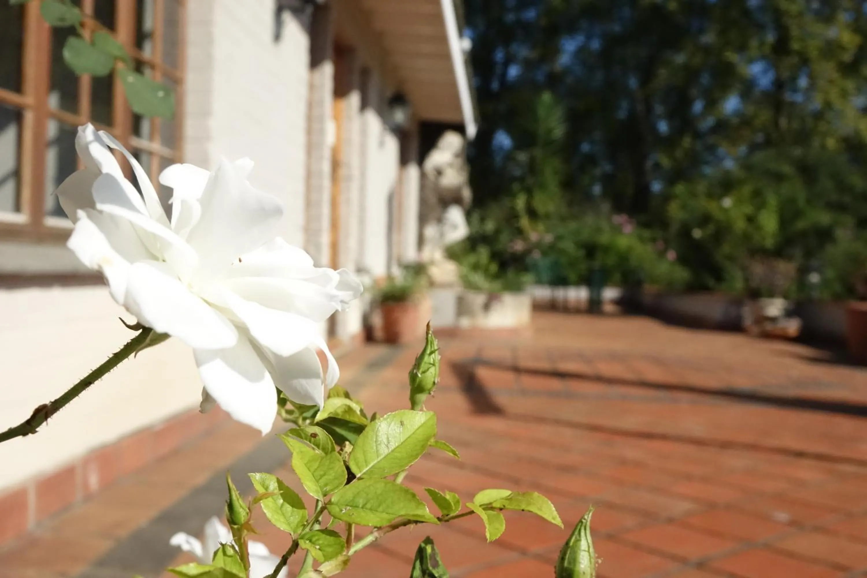Patio in Notting Hill Lodge
