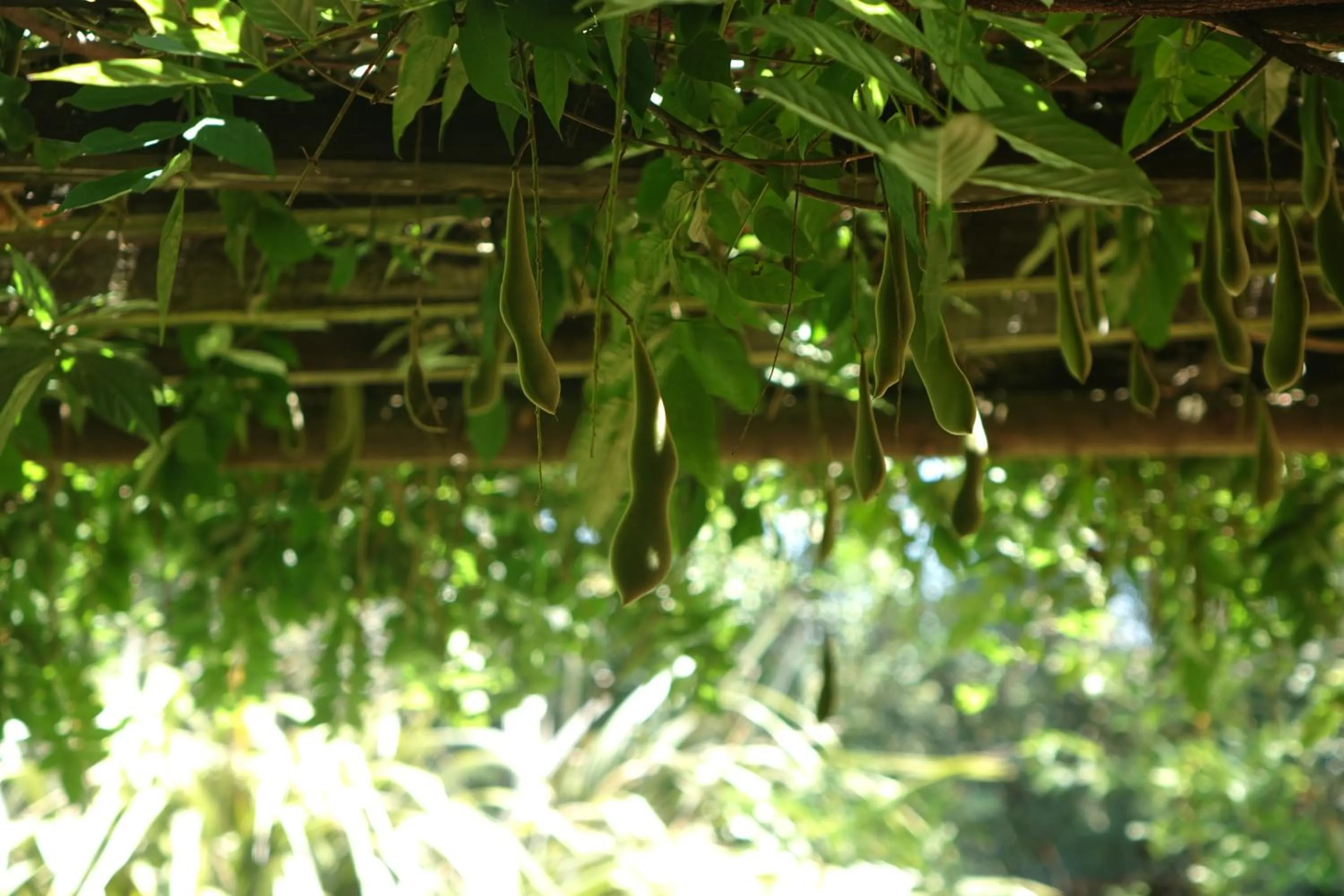 Garden in Notting Hill Lodge