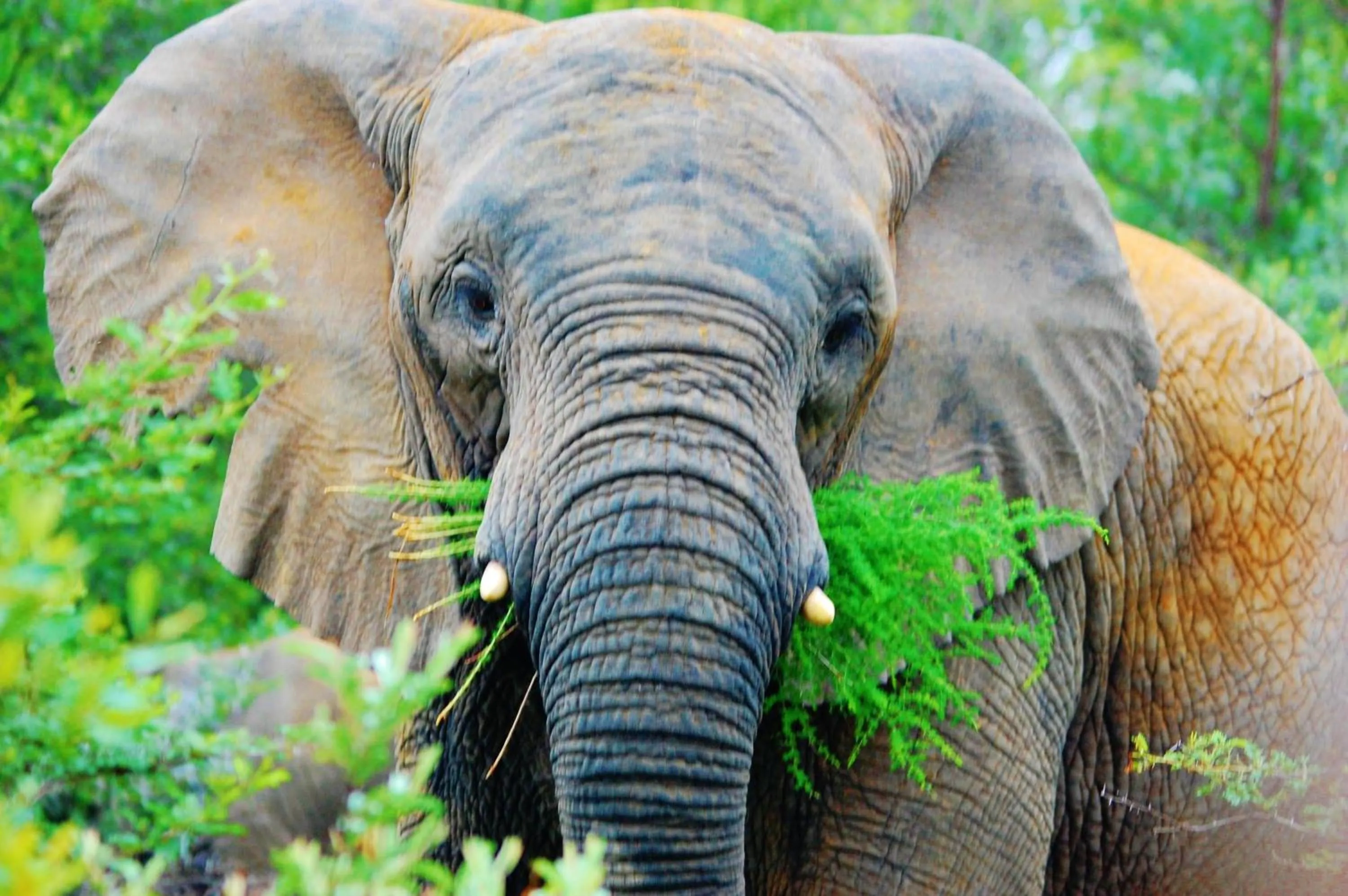 Activities in Legend Simba Safari - Legend Golf Safari Resort