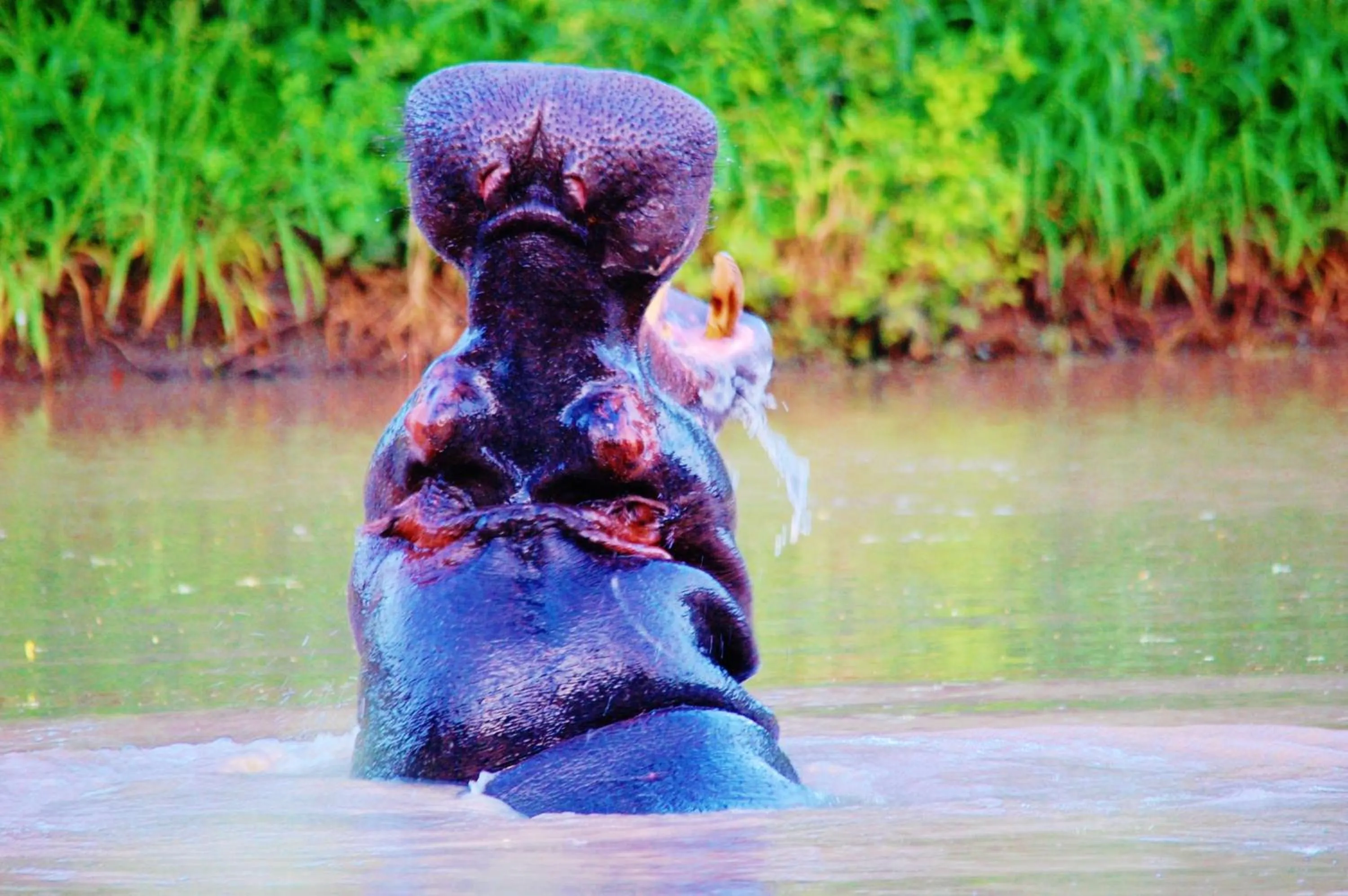 Activities in Legend Simba Safari - Legend Golf Safari Resort