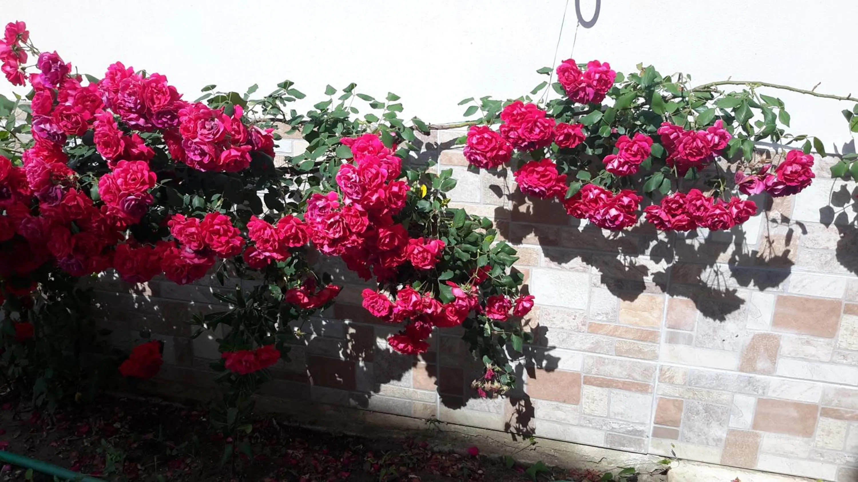 Garden in Irini Apartments