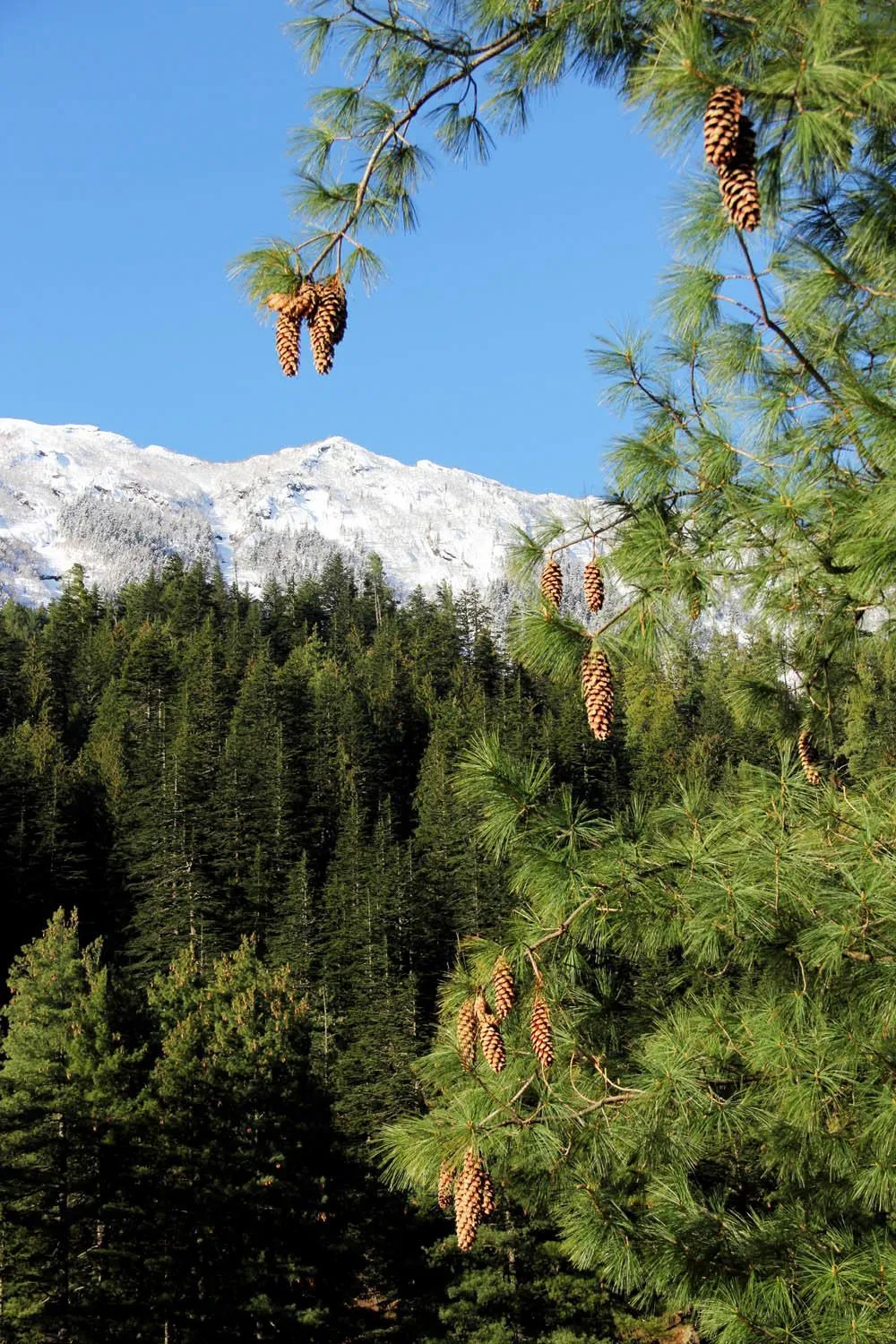 Neighbourhood in Prakriti-The Retreat