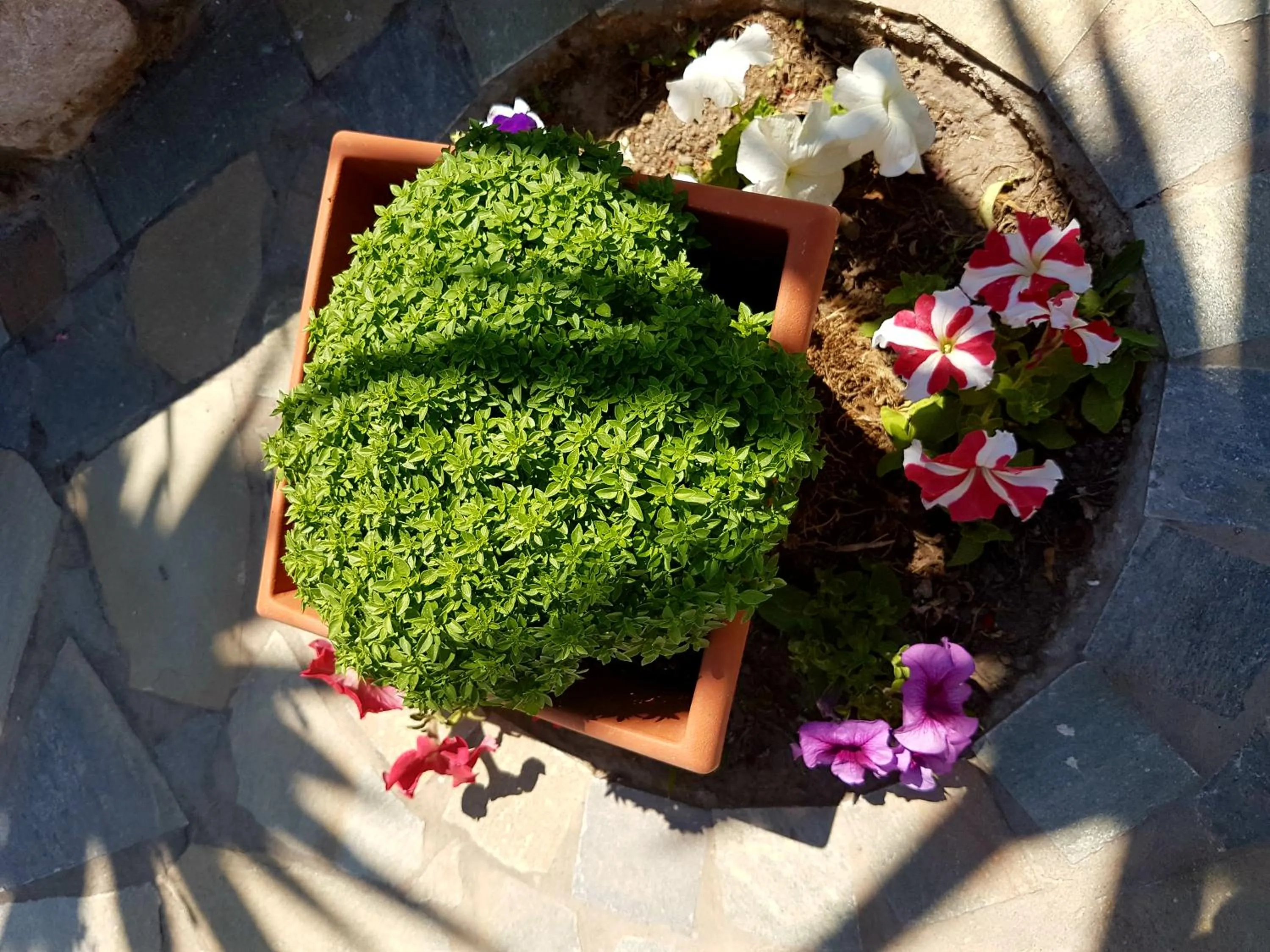Garden in Ira Apartments