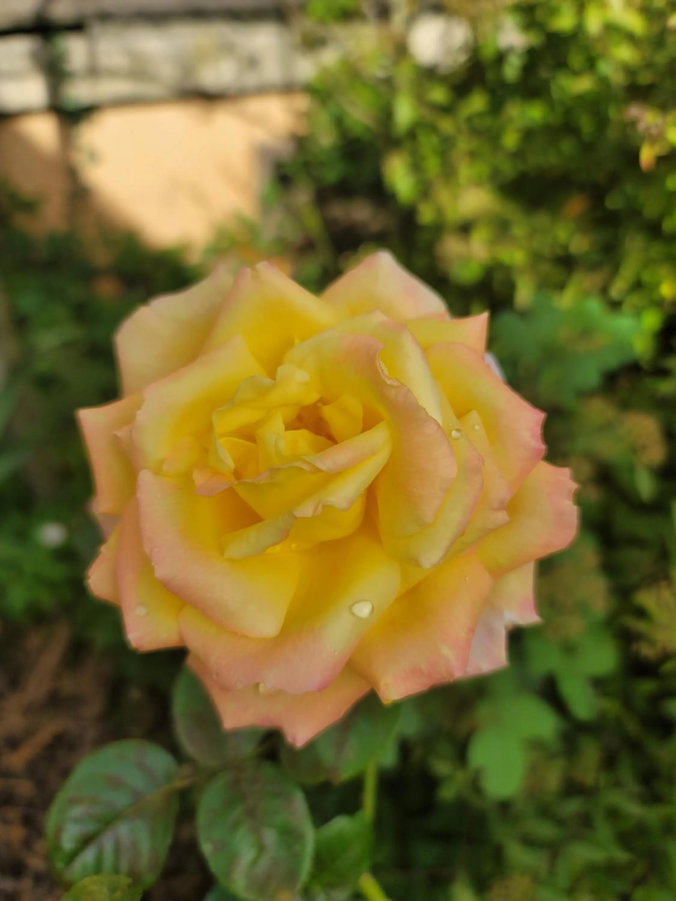 Garden in La Parenthèse - Gîte de la Sittelle