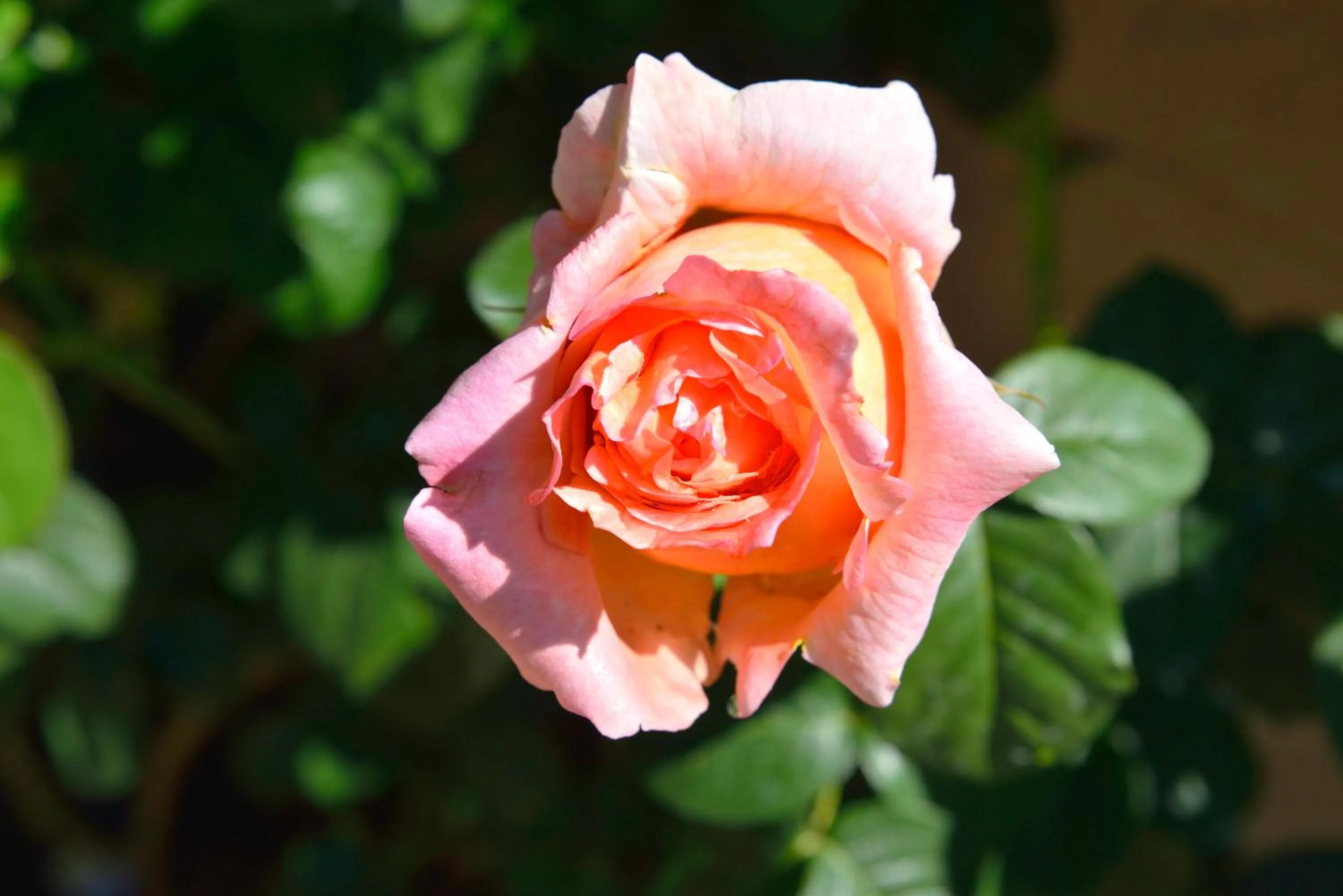 Spring in La Parenthèse - Gîte de la Sittelle
