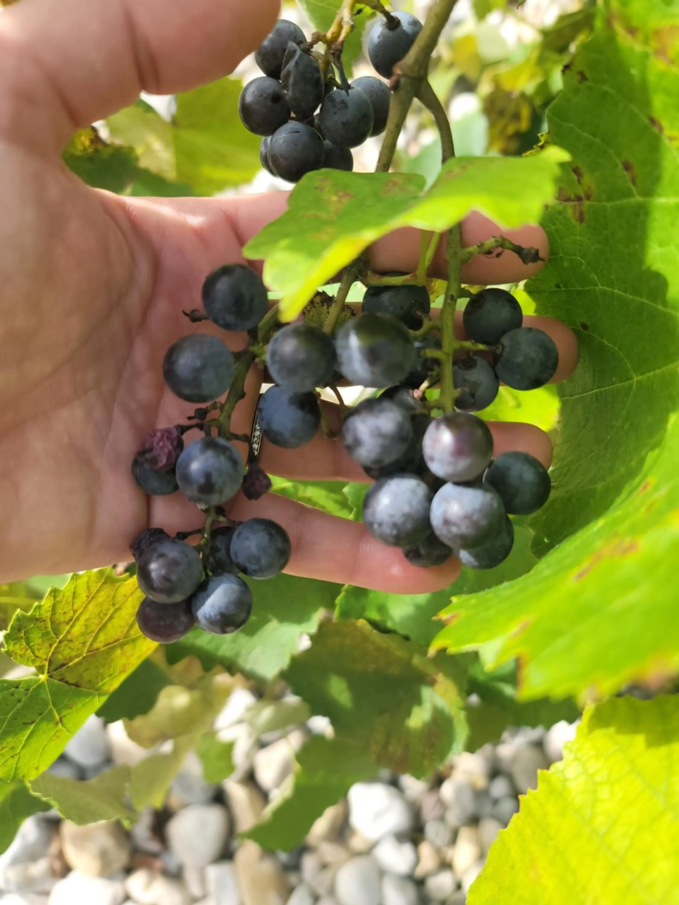 Garden in La Parenthèse - Gîte de la Sittelle