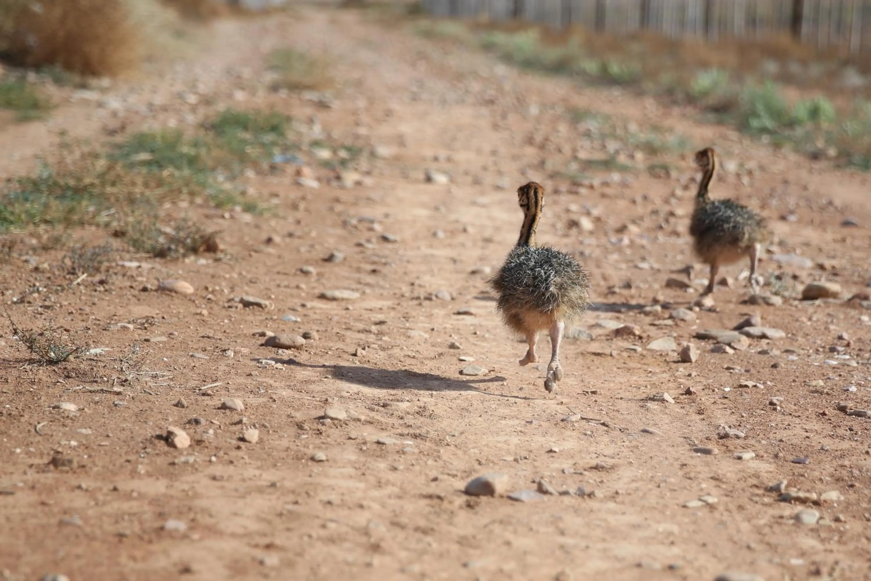 Animals in De Opstal Country Lodge