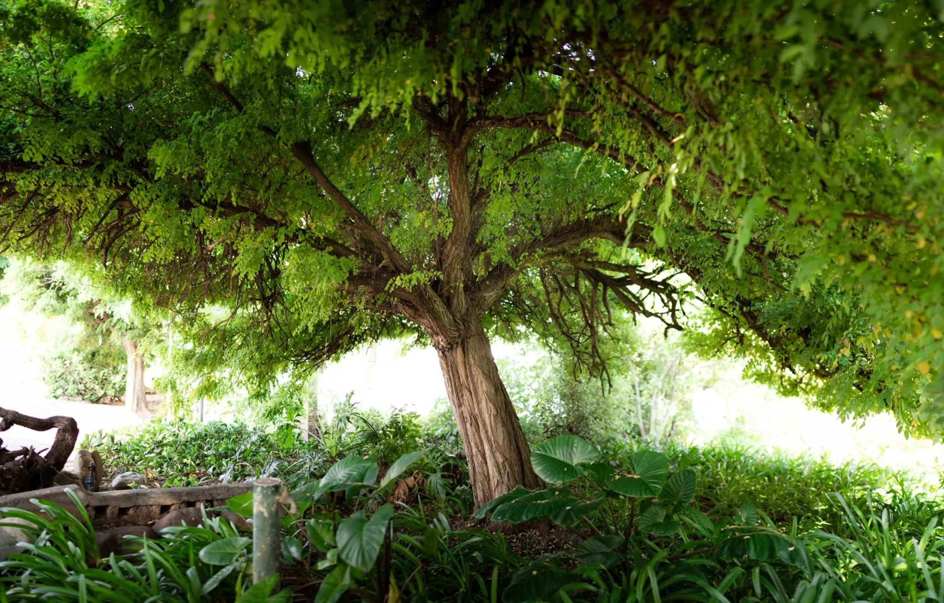 Garden view in De Opstal Country Lodge