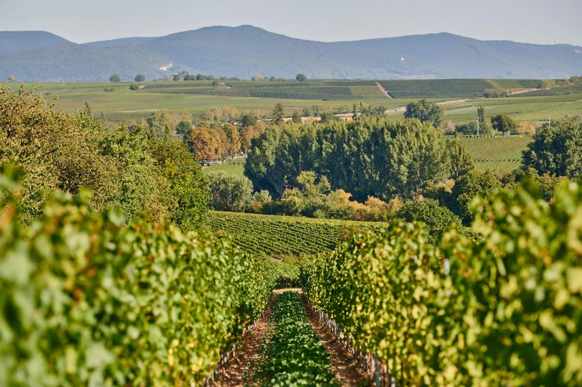 Hiking in Weingasthaus Wisser