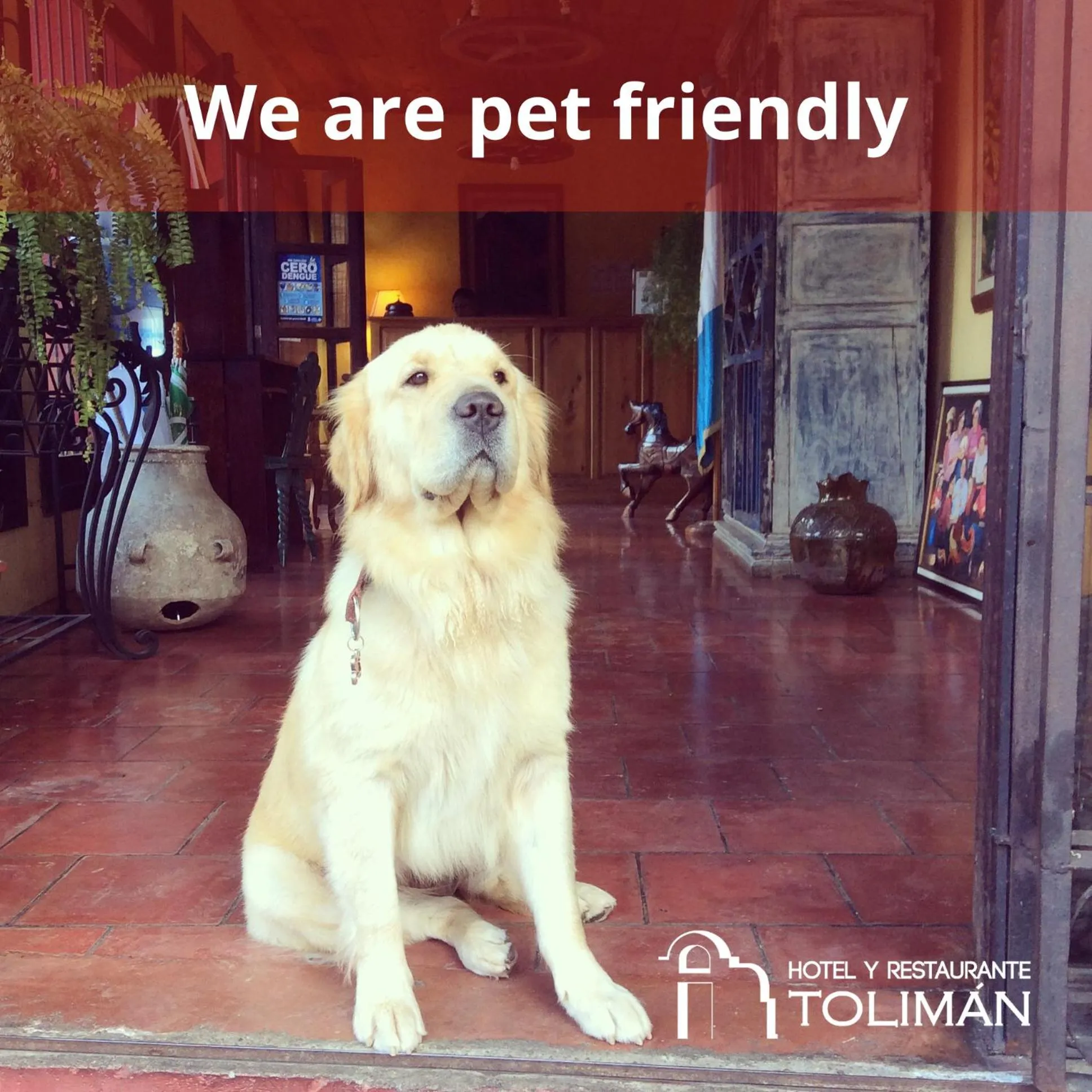Pets in Hotel Toliman
