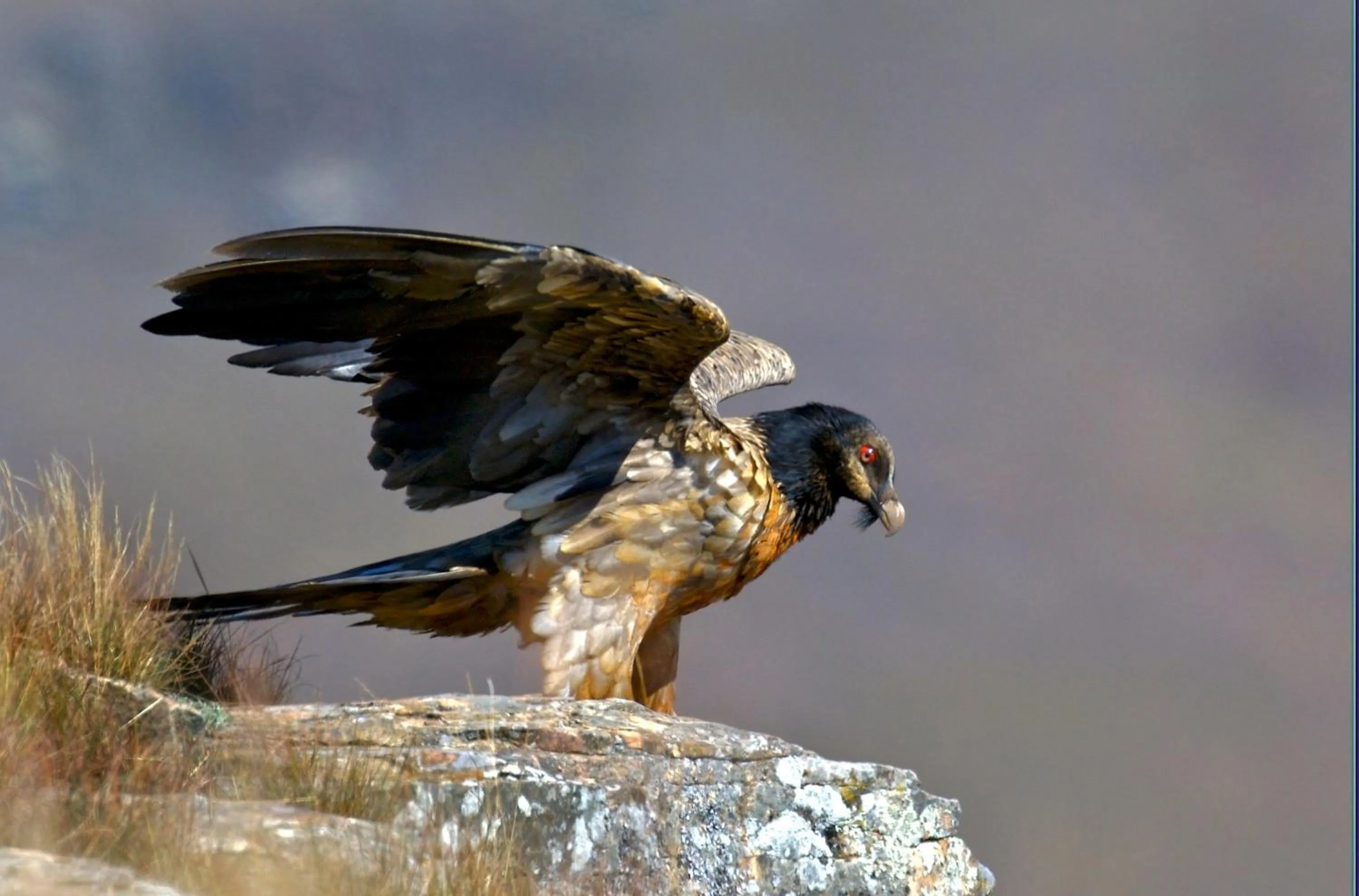 Animals in Cleopatra Mountain Farmhouse