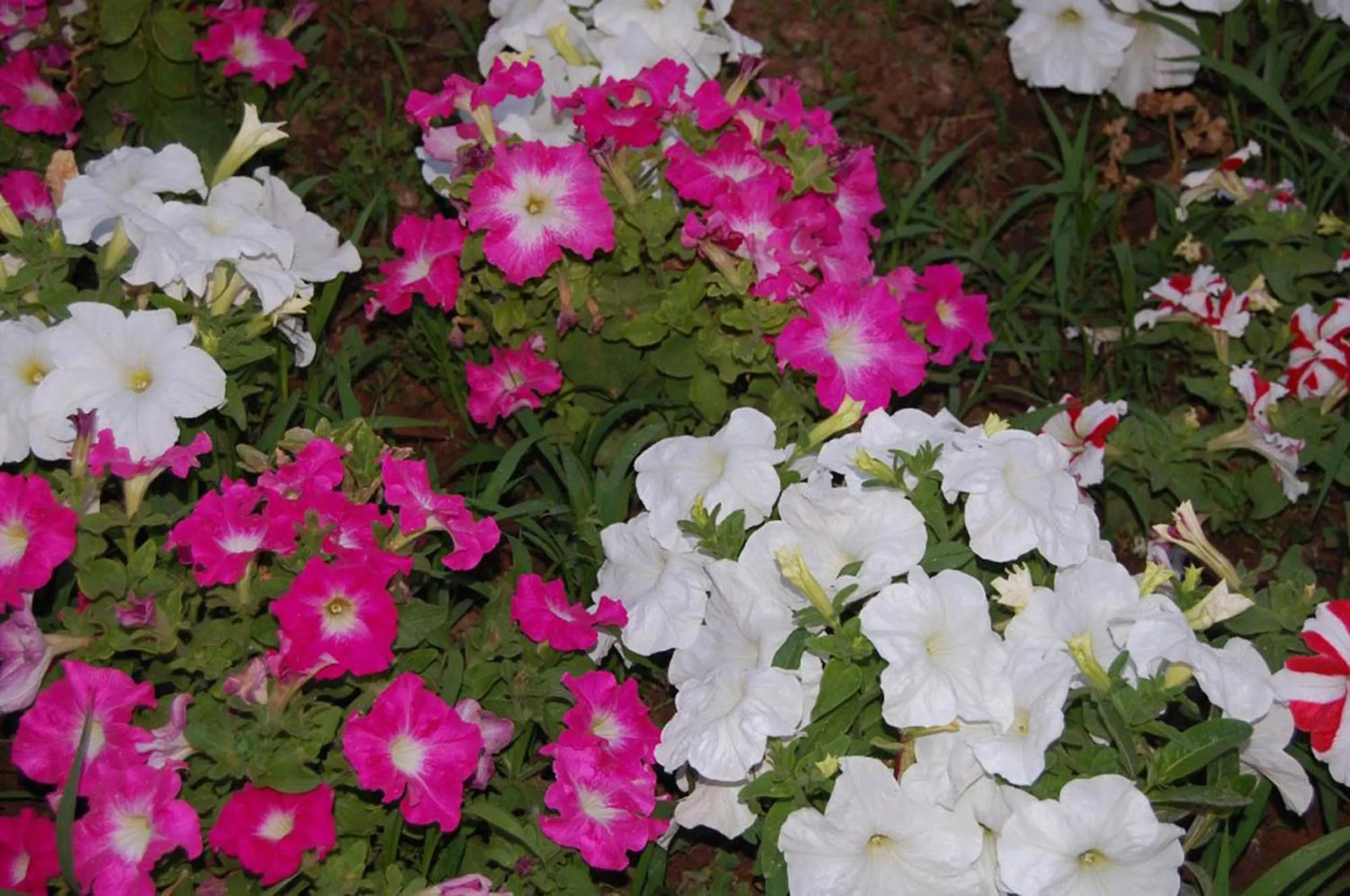 Garden in Complex Lemon Grove