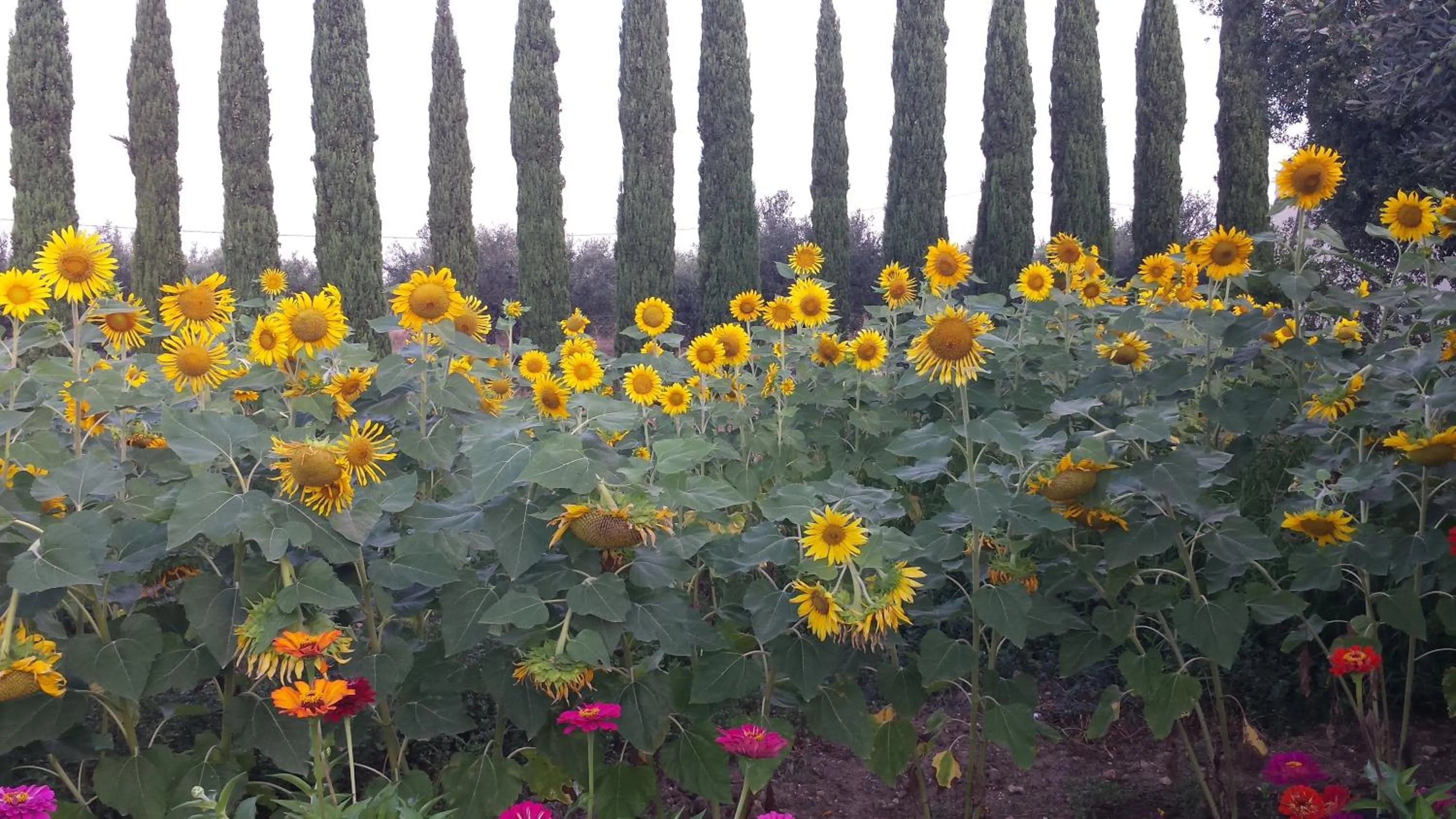 Garden view in Agrisicilia (Relax Mare e Natura)