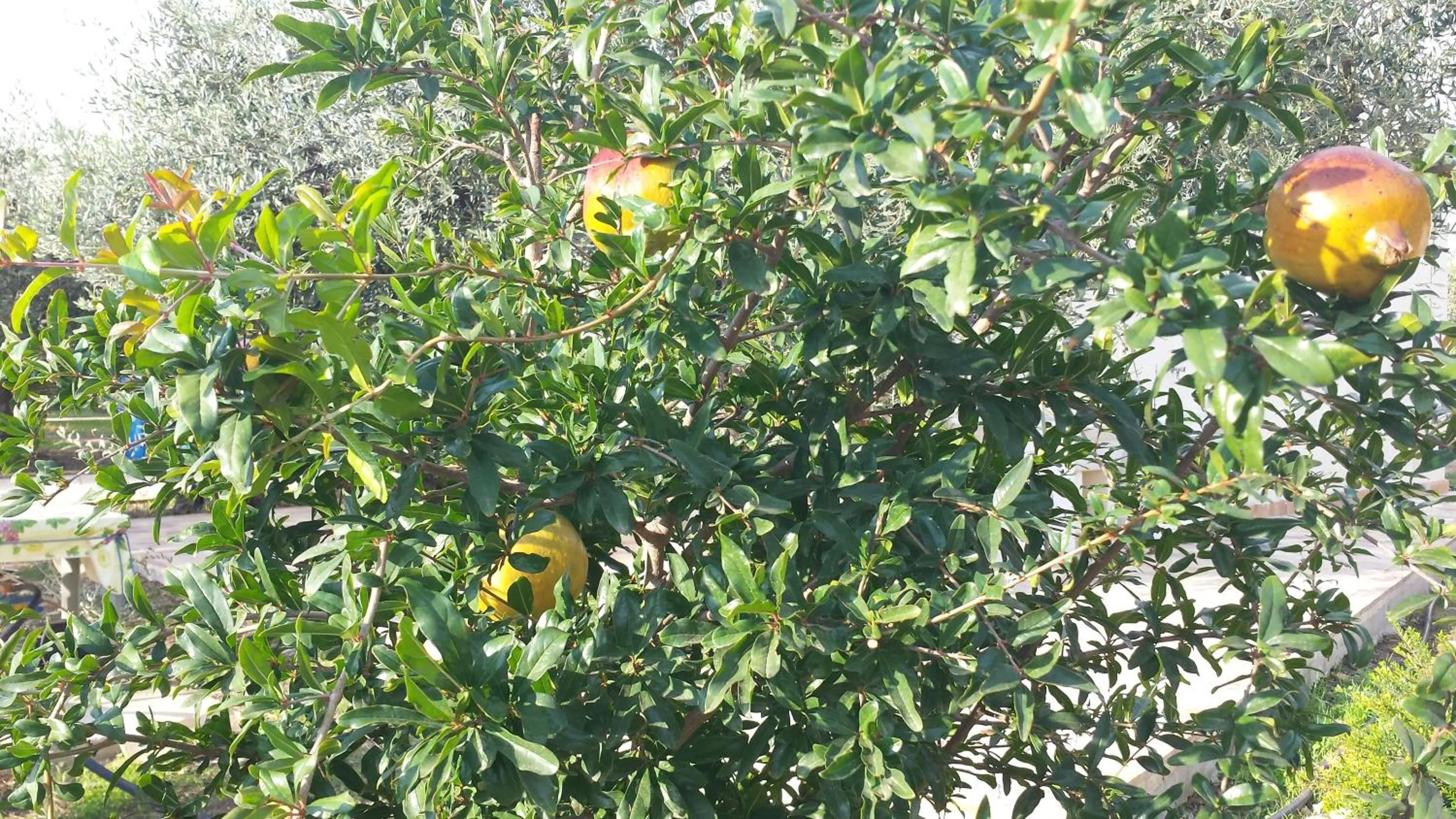 Agrisicilia (Relax Mare e Natura)
