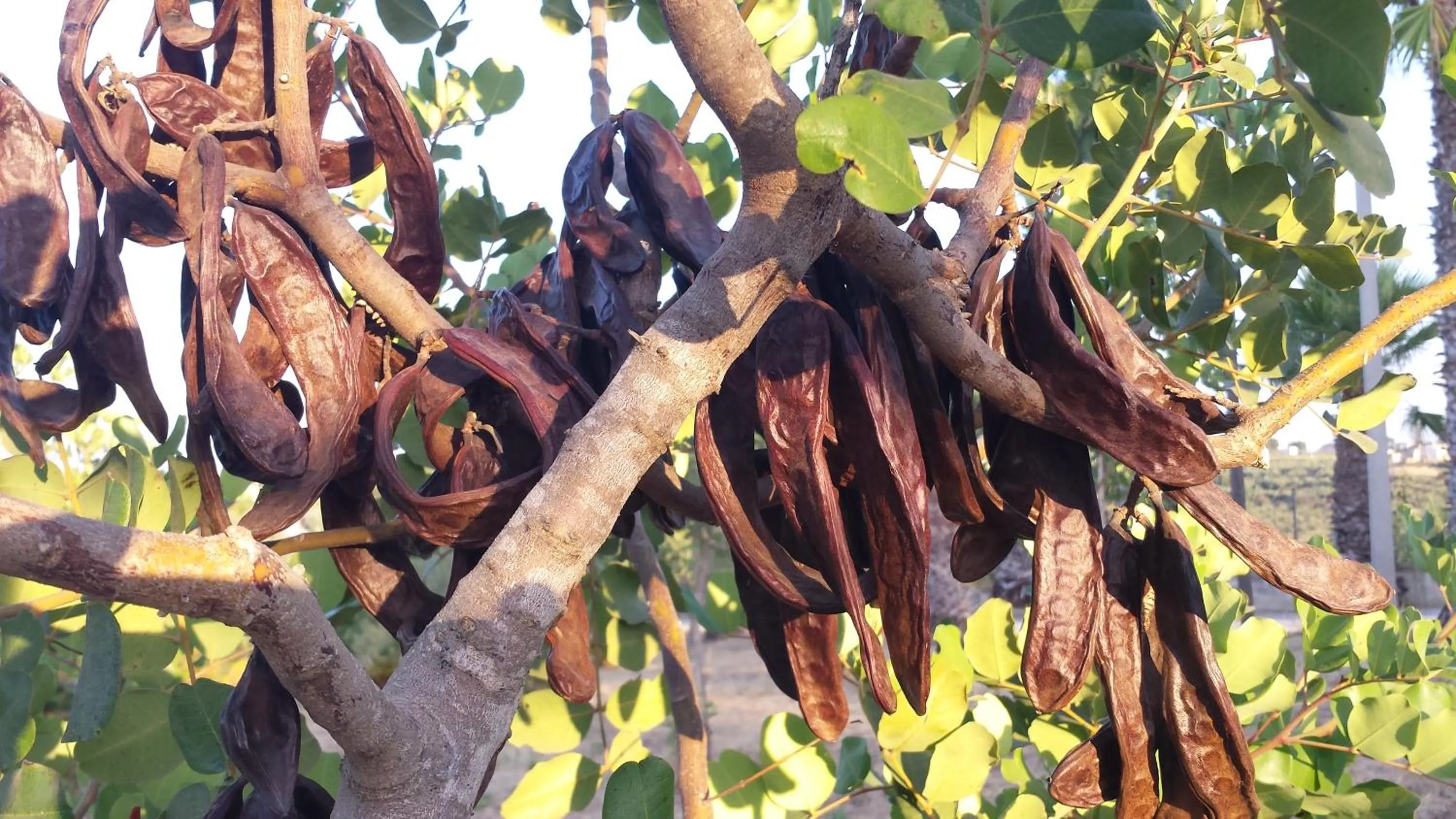 Agrisicilia (Relax Mare e Natura)
