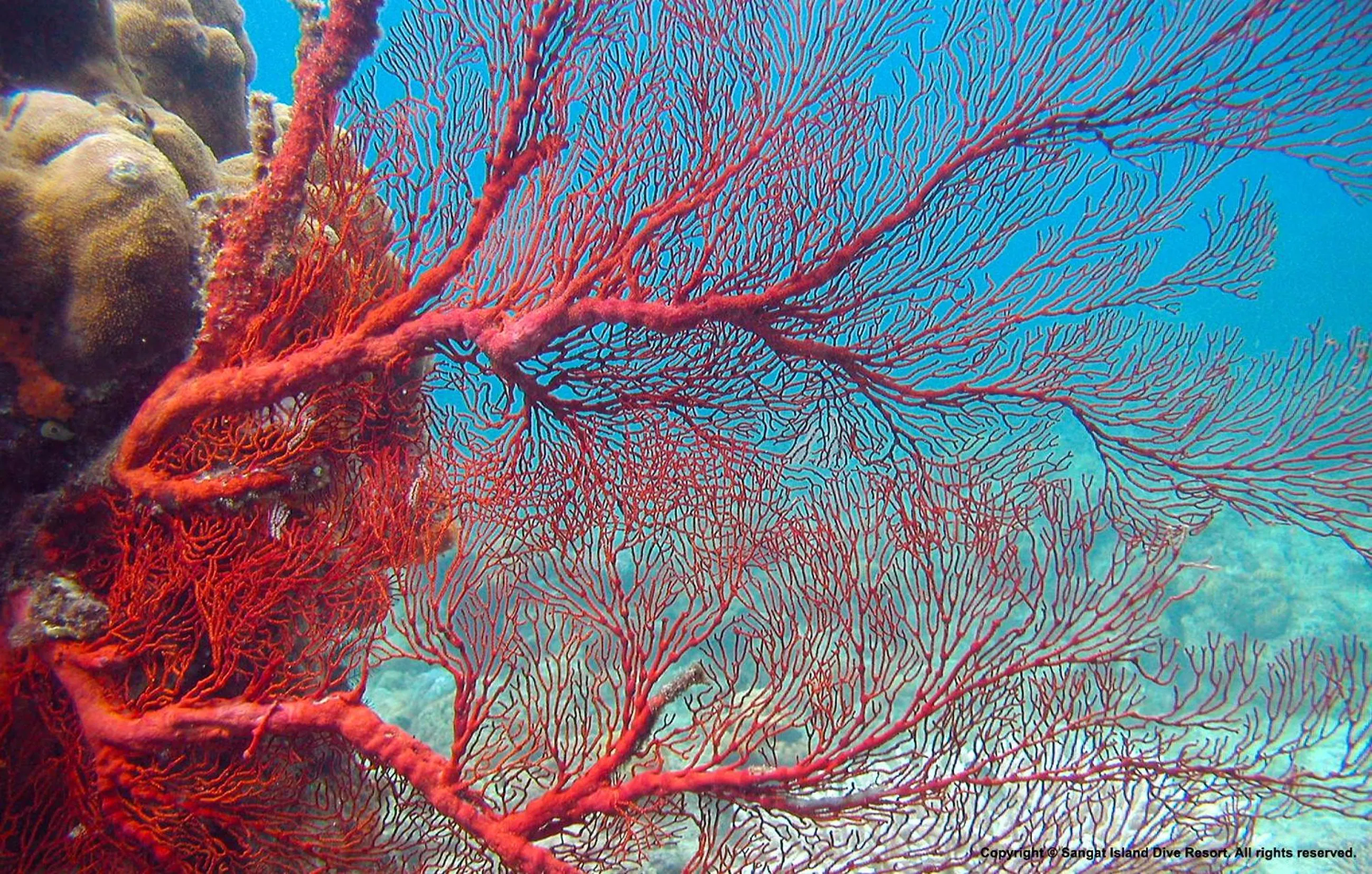 Other in Sangat Island Dive Resort