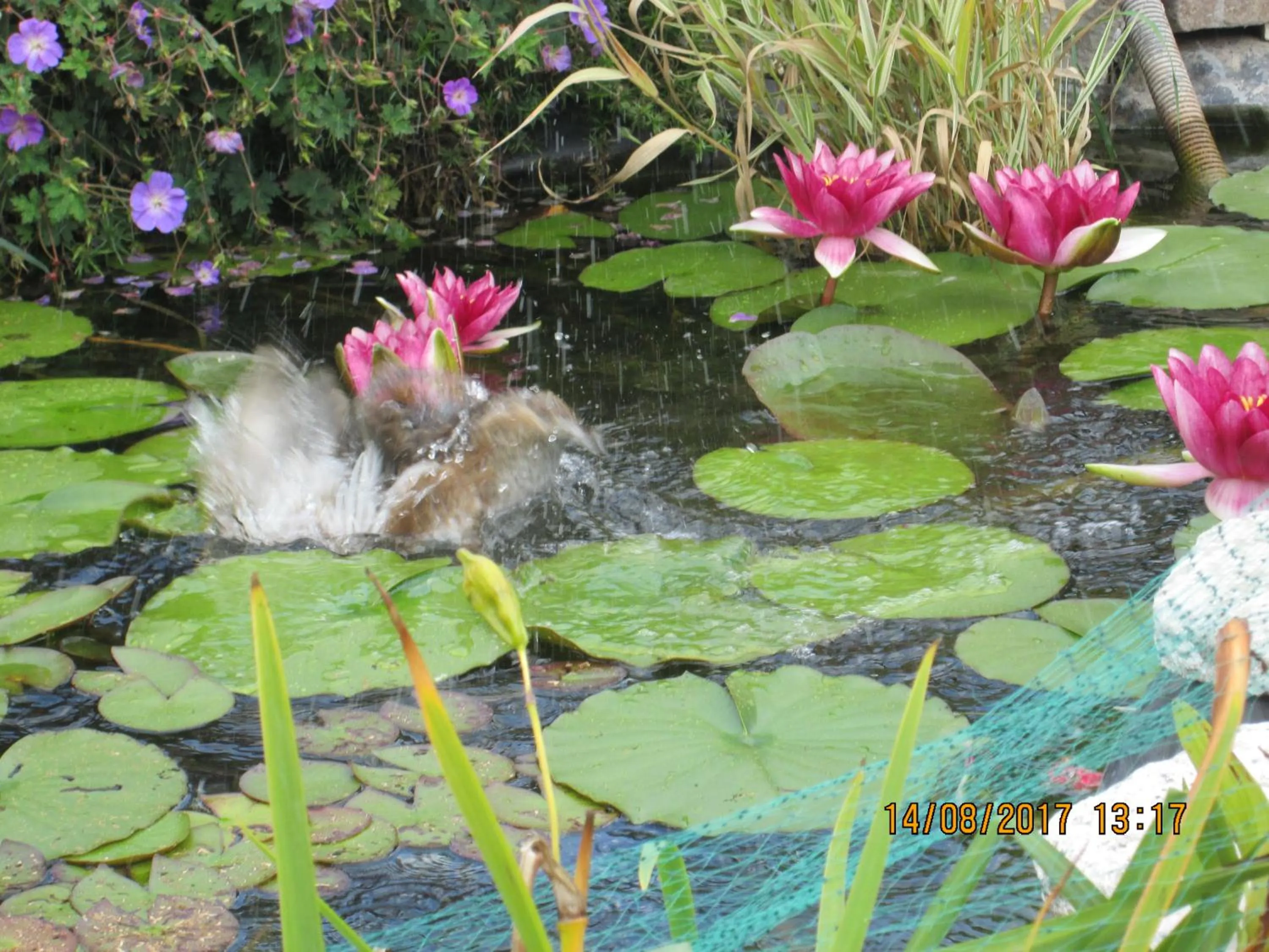 Pets in studios les Hortensias