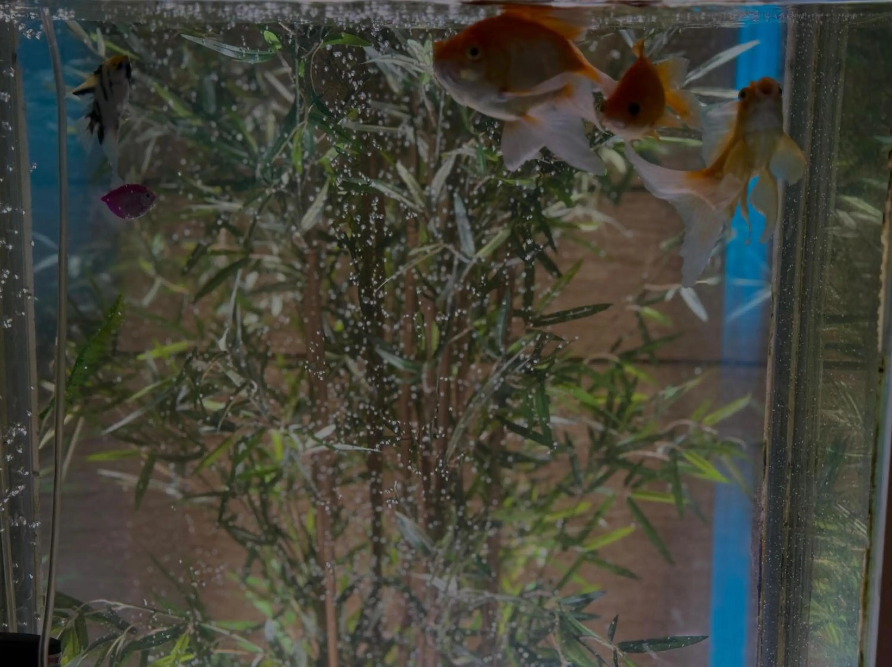 Lobby or reception in Afraa Hotel