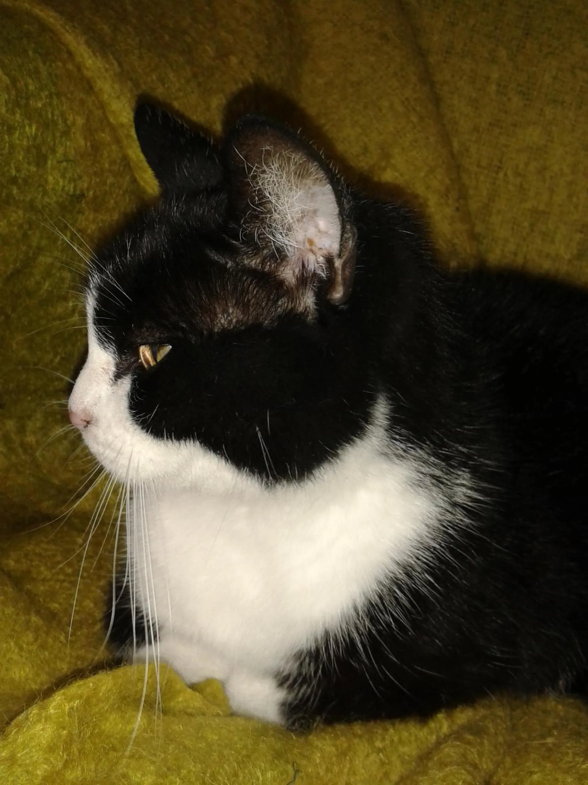 Pets in B&B Bondi