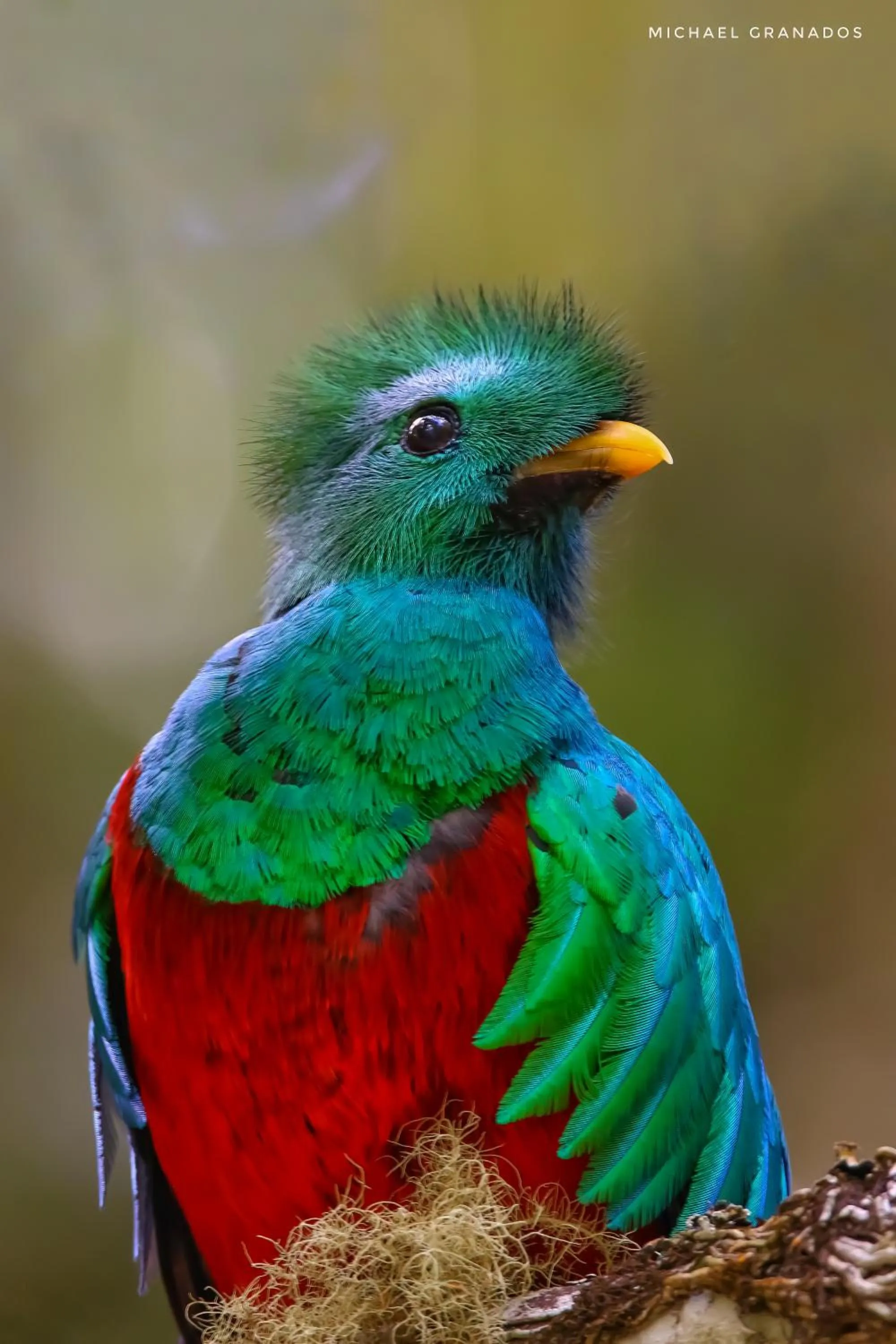 Animals in Savegre Hotel Natural Reserve & Spa